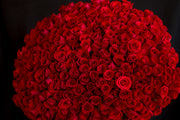 300 red roses arranged in a grand round bouquet
