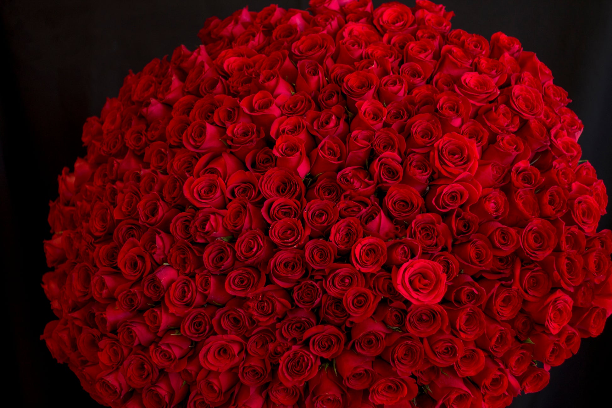 300 red roses arranged in a grand round bouquet
