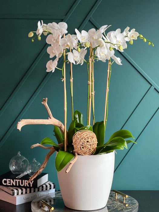 Tall Orchids  Design