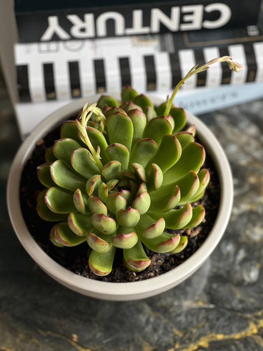 Succulent plant in ceramic vase - 7 inch