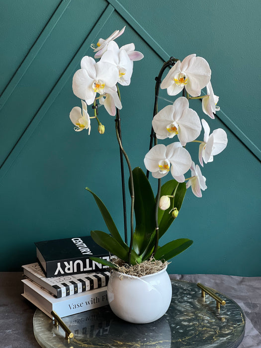 Double Stem Phalaenopsis Orchid