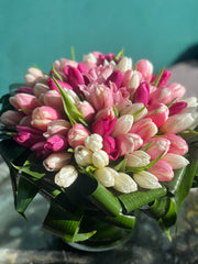50 pink and white tulips in a vase in Miami
