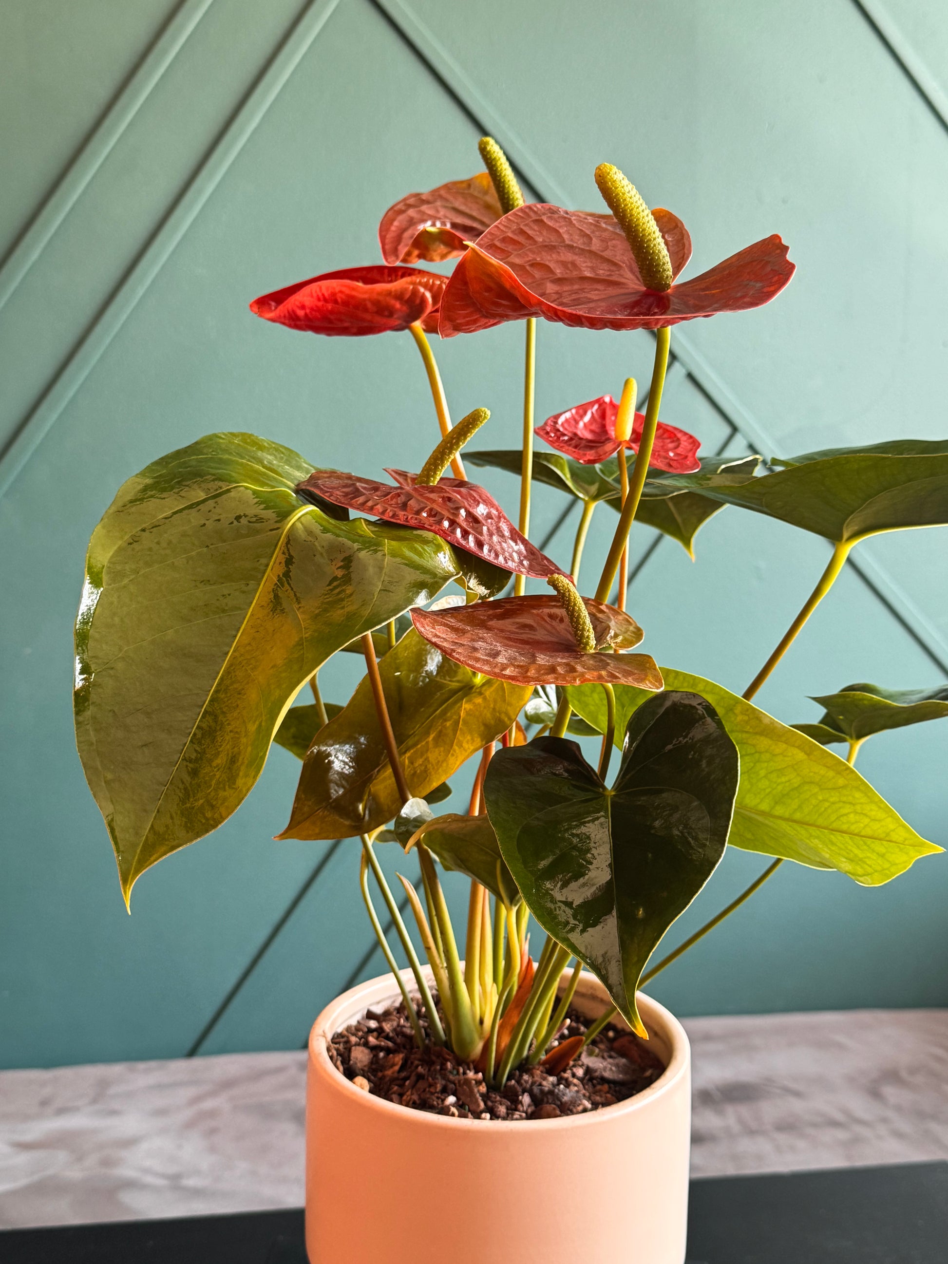 Anthurium Plant | Tropical Plant Gift & Delivery Miami