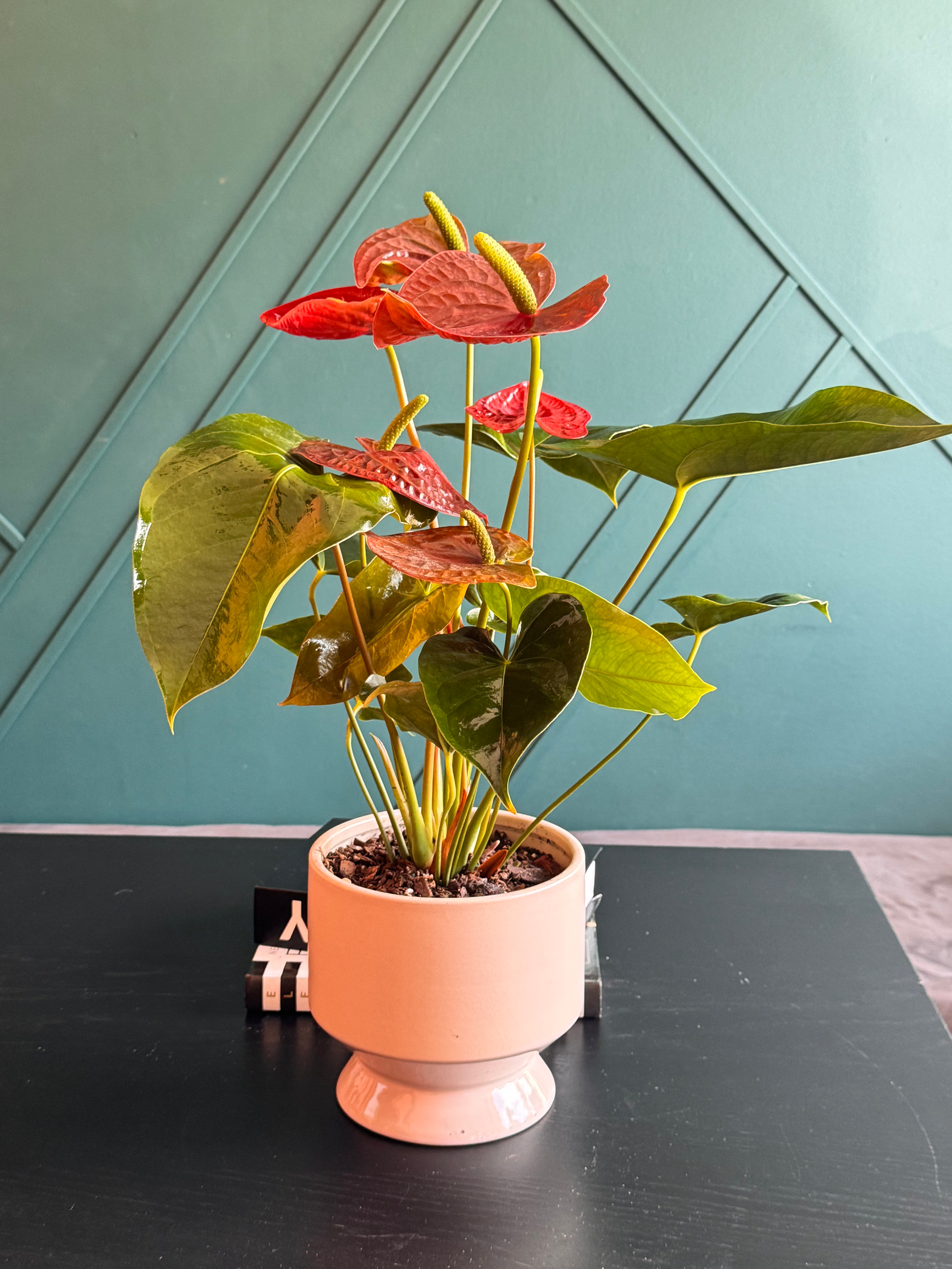 Anthurium Plant gift handcrafted by Luxury Flowers Miami