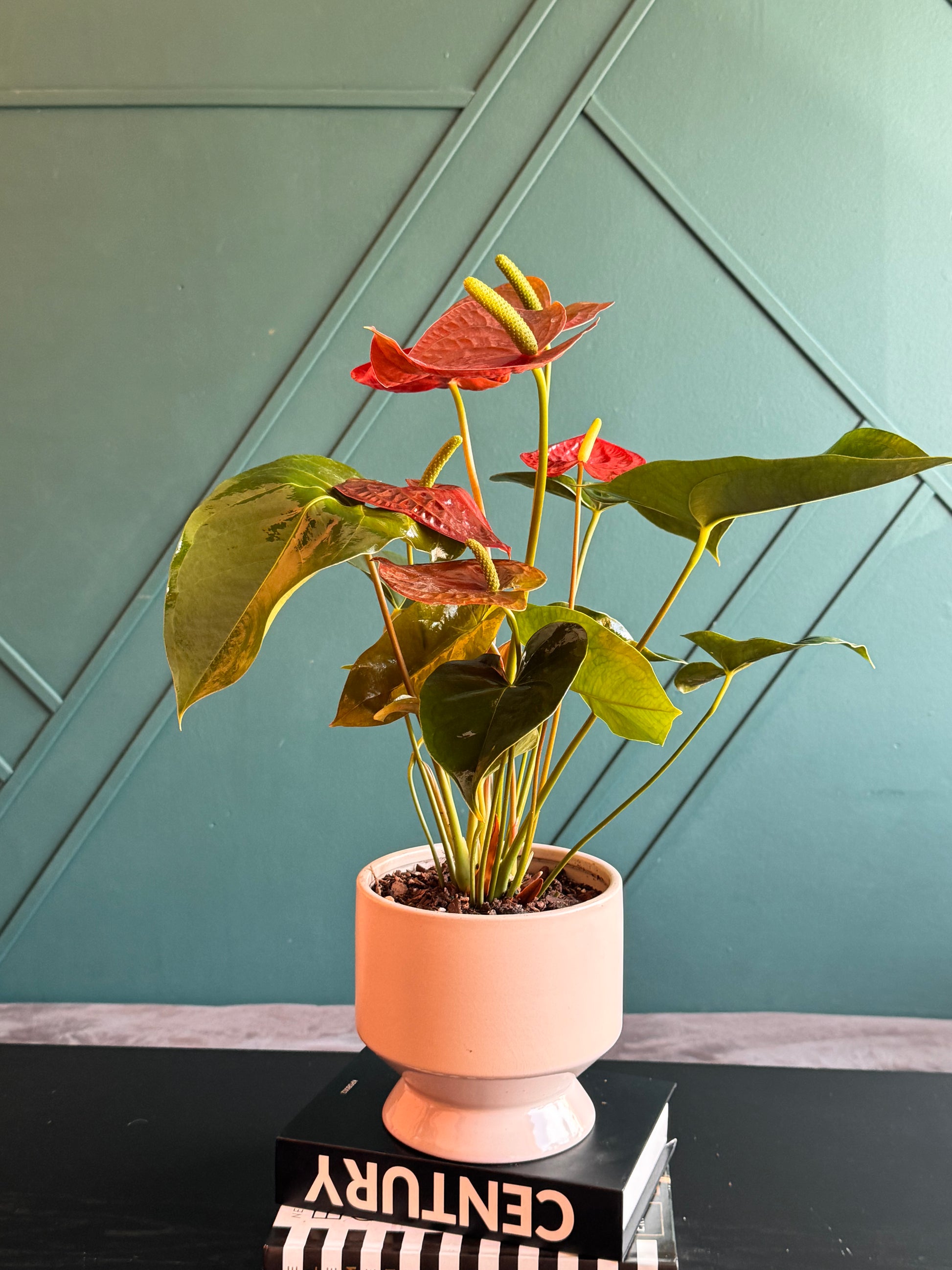Anthurium Plant with colorful tropical blooms in modern pot