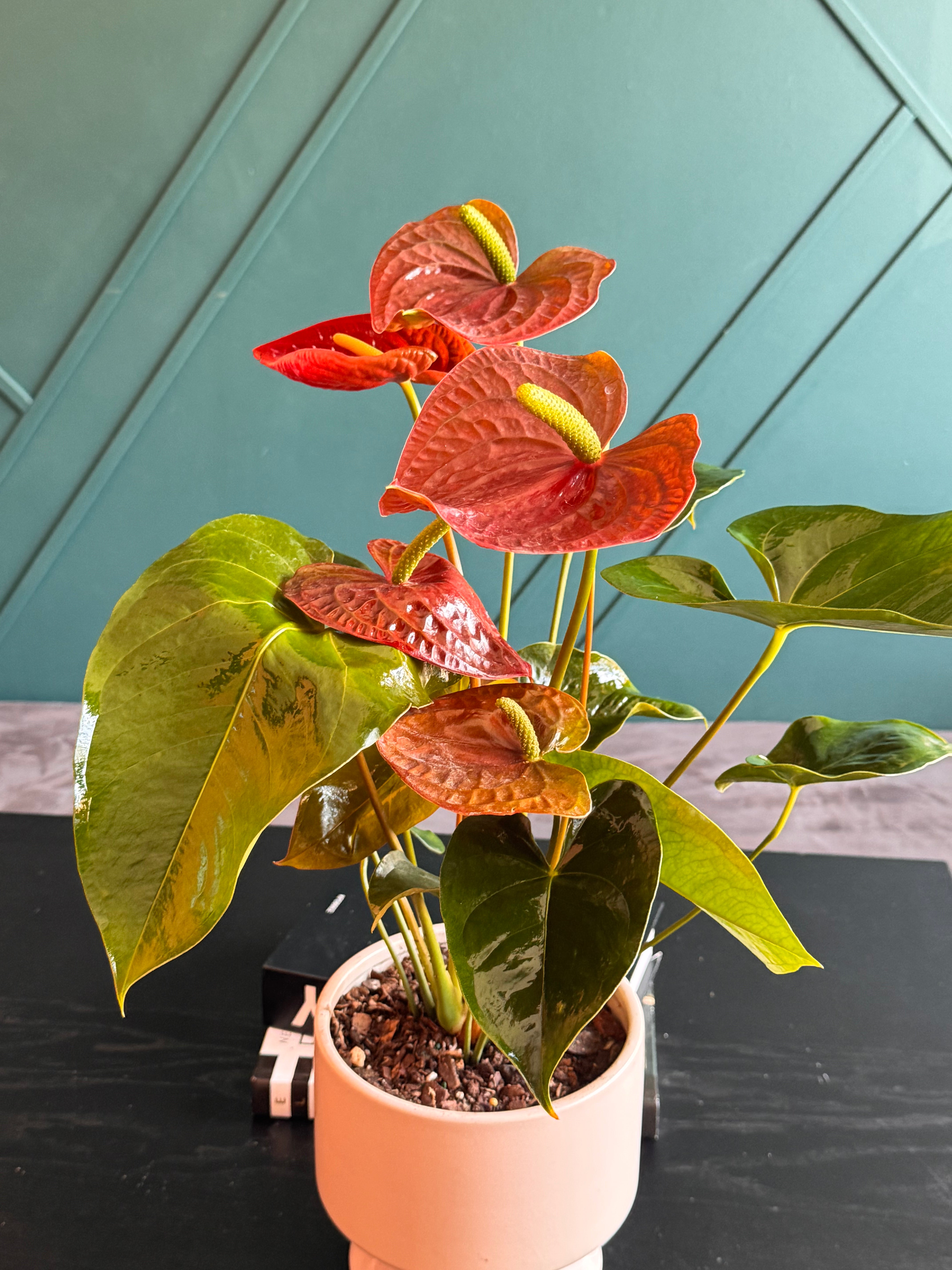 Anthurium flowering plant in decorative modern pot