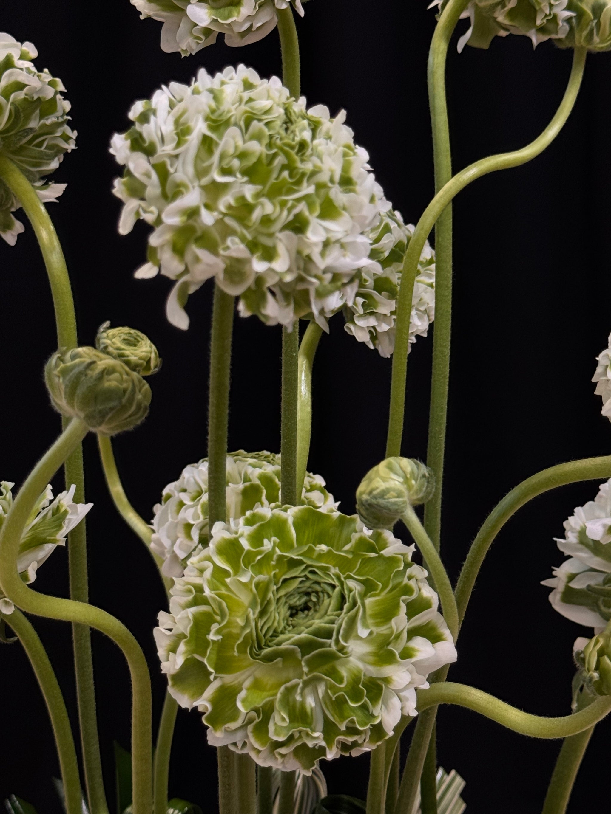 Artistic ranunculus arrangement in a cement vase for home décor