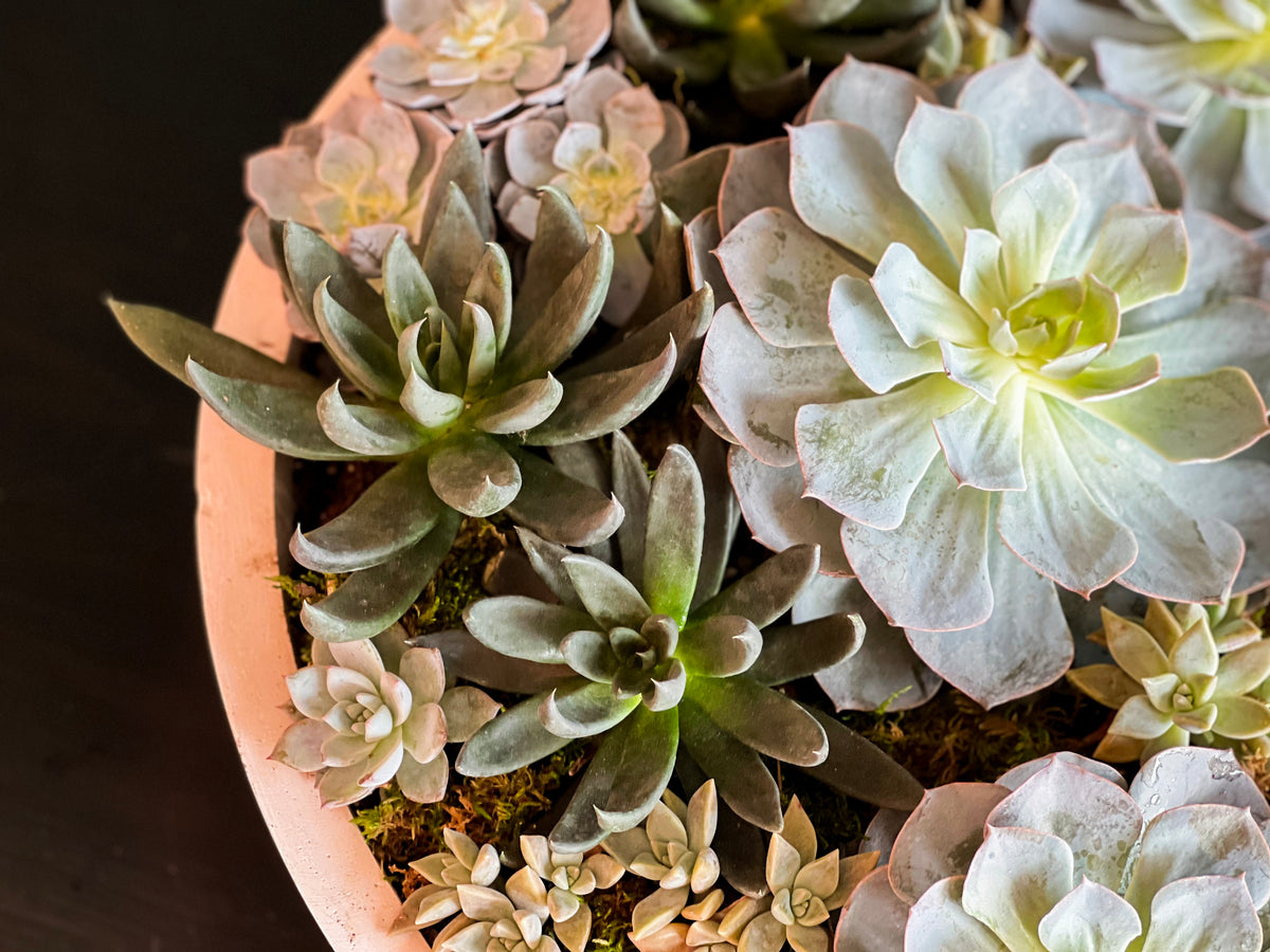 Assorted succulent plants in extra large cement vase