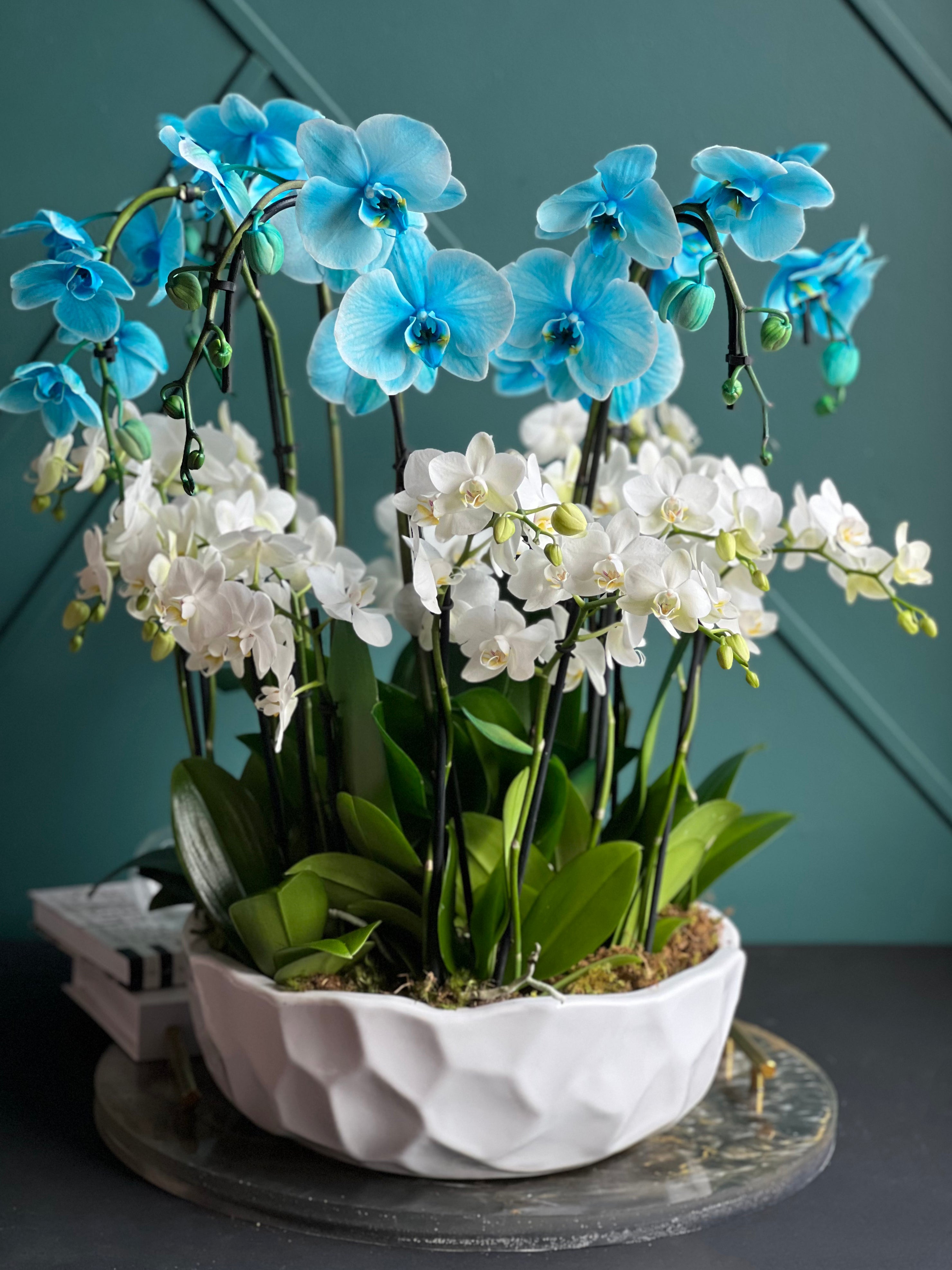 Blue and white luxury orchid garden with live Phalaenopsis orchids