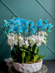 Blue and white orchid garden for modern home décor