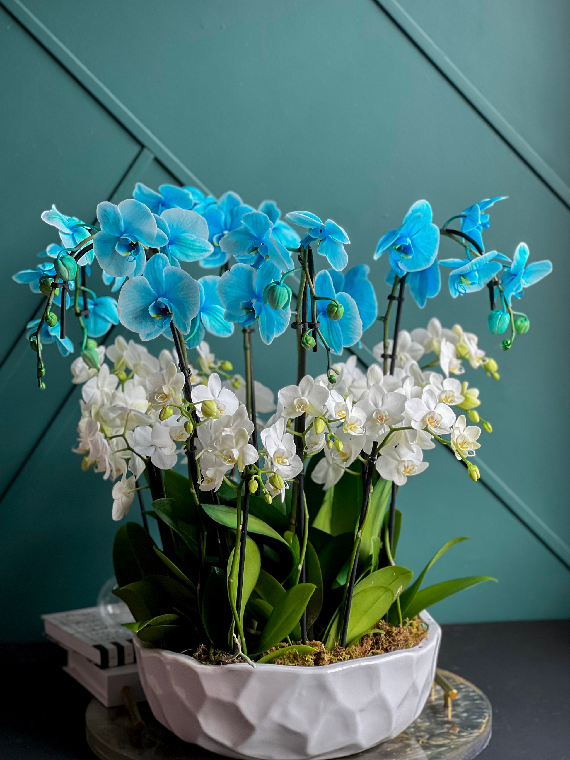 Blue and white orchid garden for modern home décor