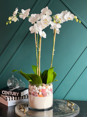 Coastal White Phalaenopsis orchids in modern glass vase with decorative sand