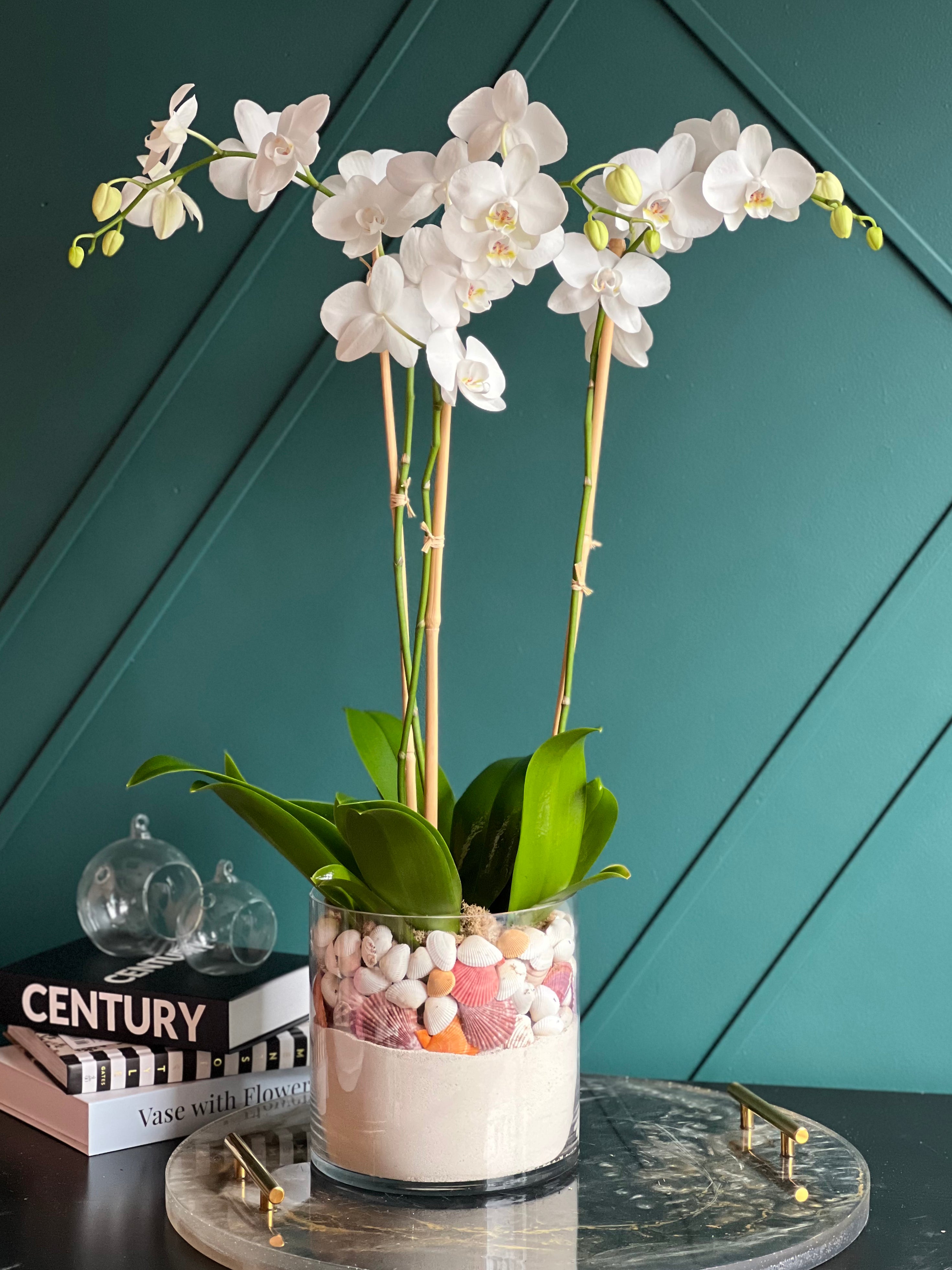 Coastal White Phalaenopsis orchids in modern glass vase with decorative sand