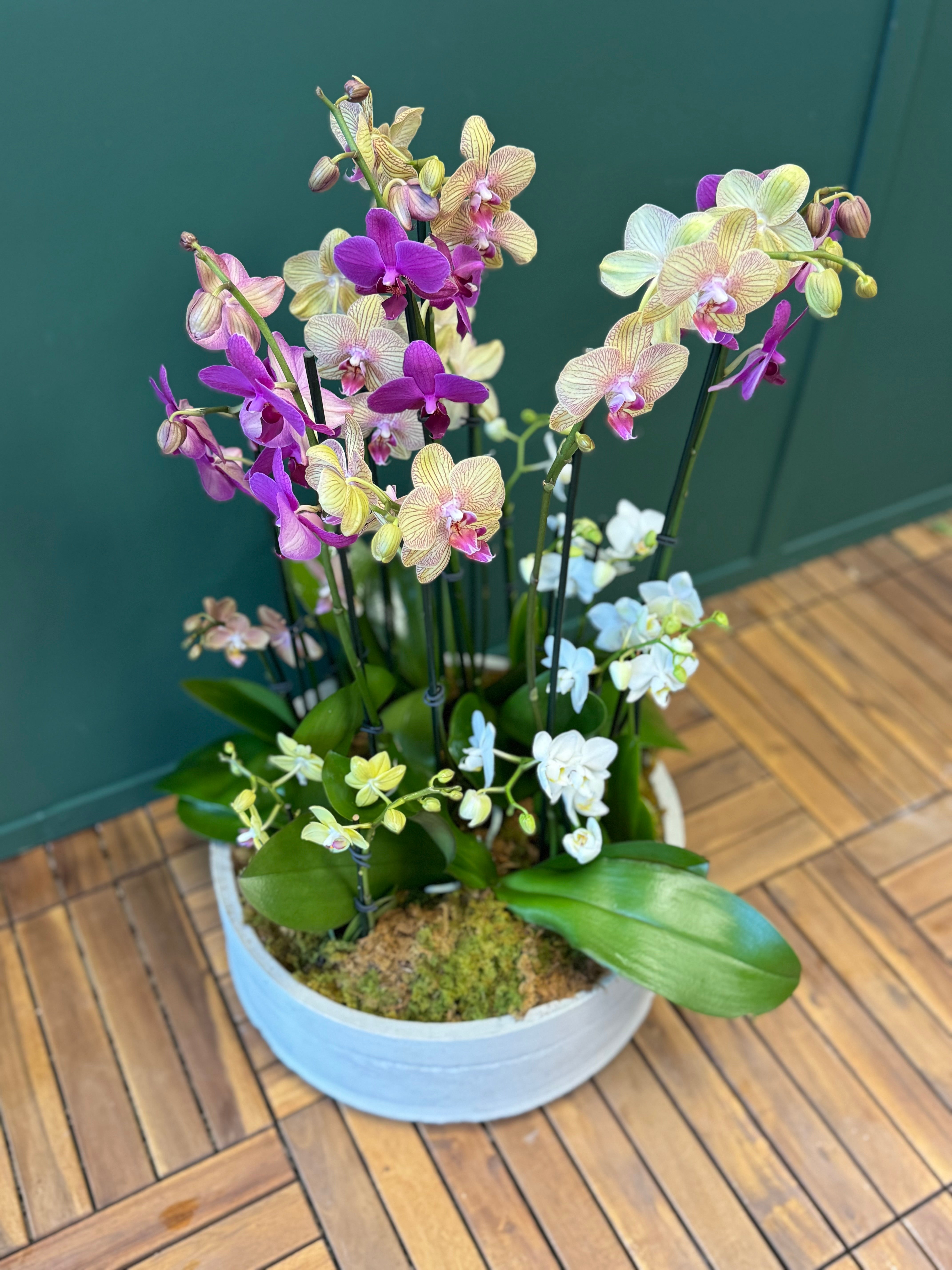 Colorful Phalaenopsis orchids in a custom-made concrete planter