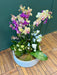 Colorful Phalaenopsis orchids in a custom-made concrete planter