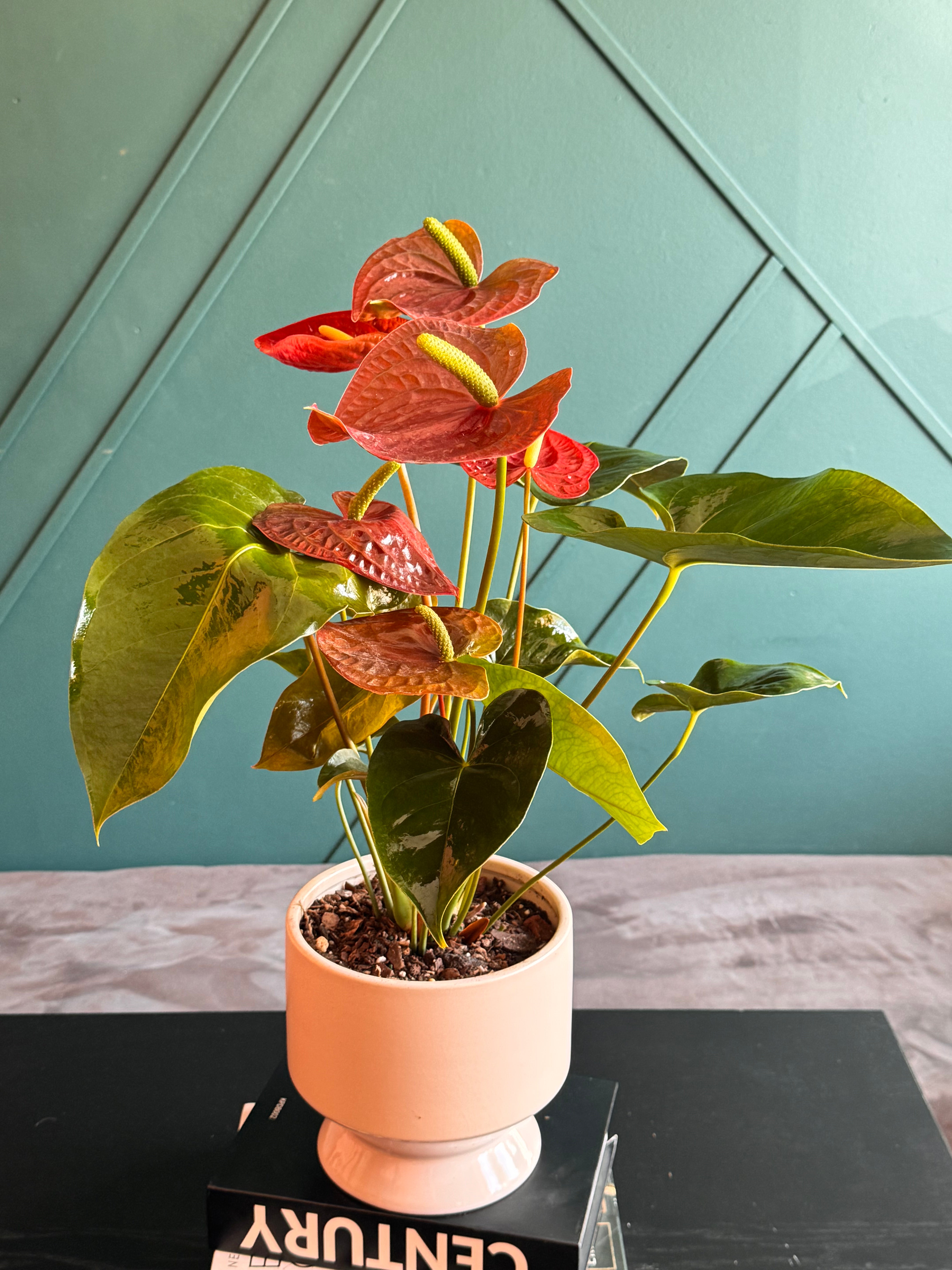Colorful tropical Anthurium in modern indoor planter