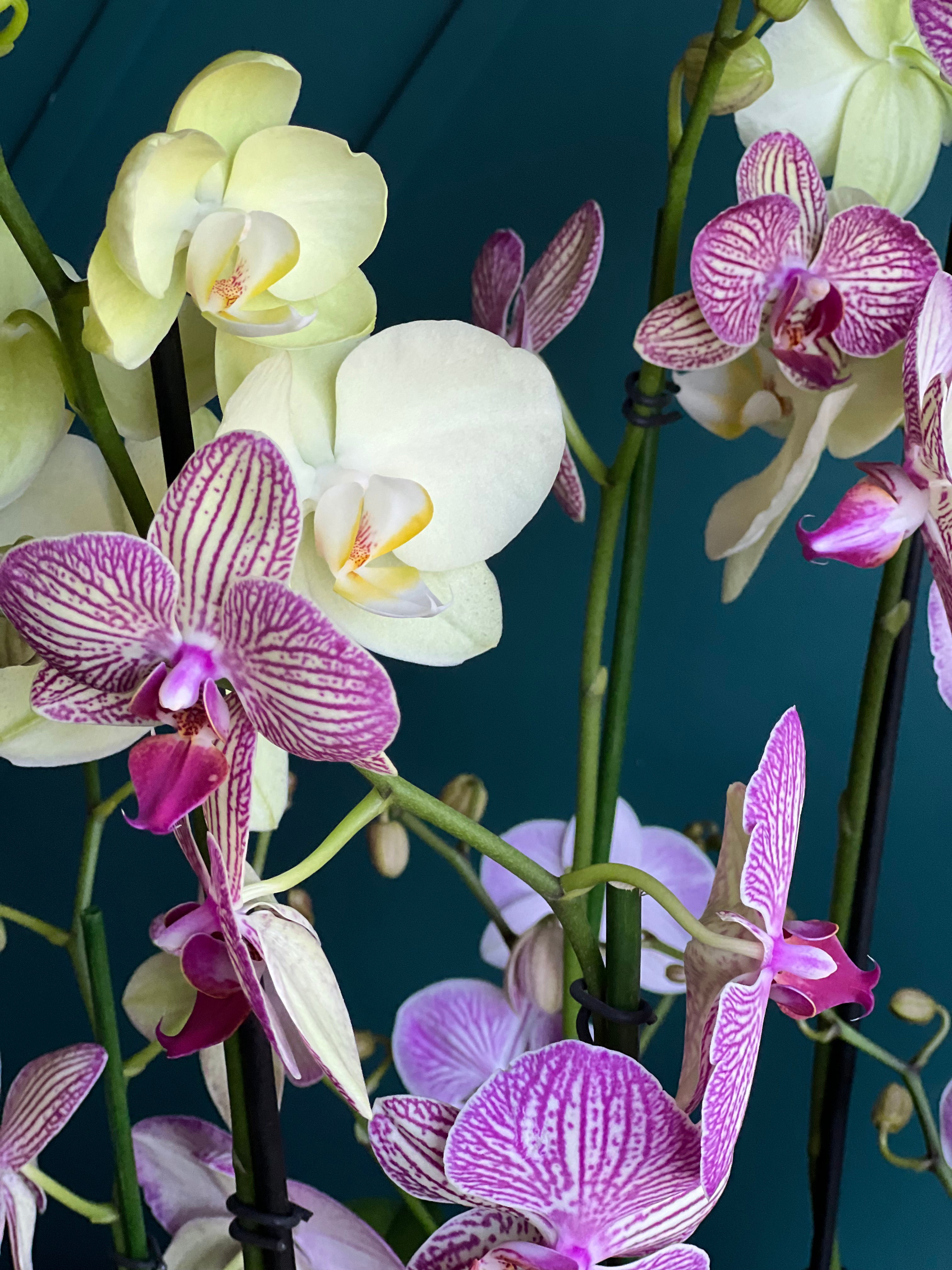 Contemporary orchid garden with vibrant live blooms in white planter