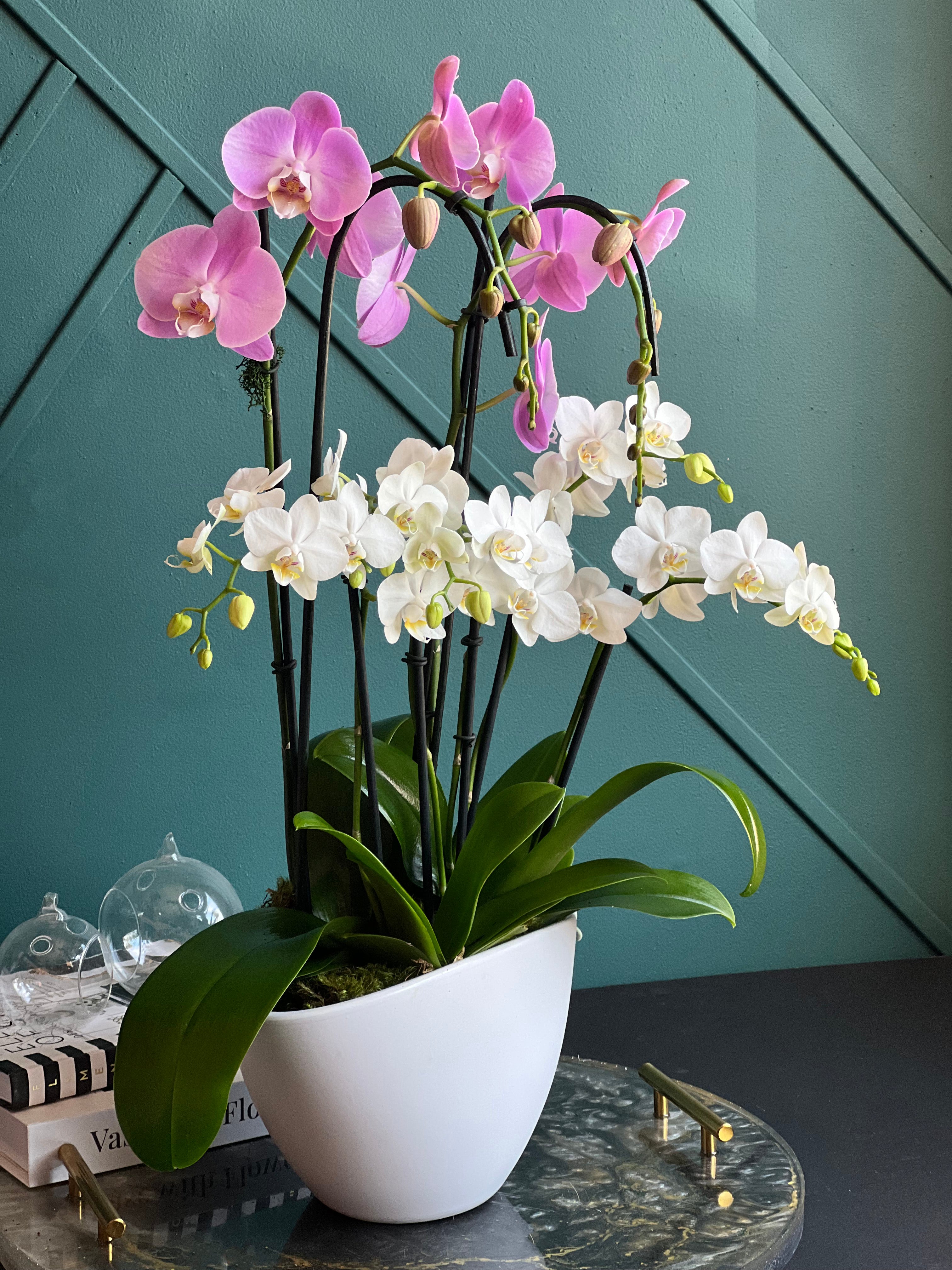 Designer live orchid arrangement with pink and white Phalaenopsis blooms