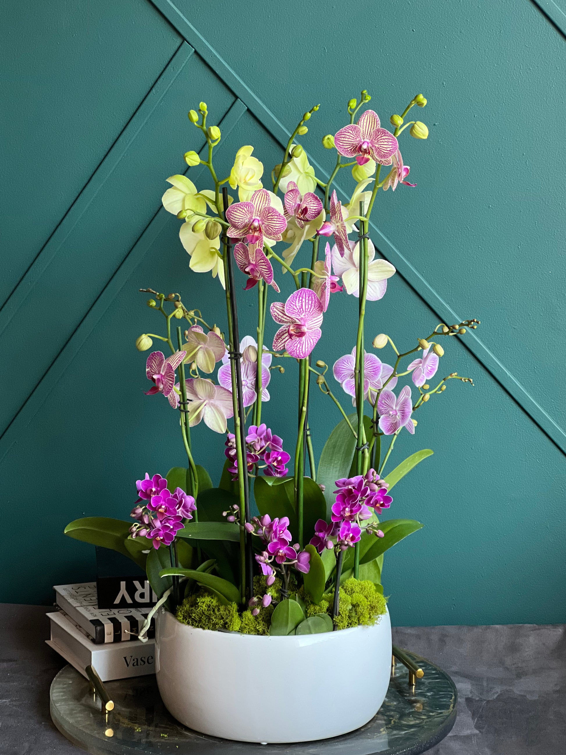 Designer mixed Phalaenopsis orchid garden available in Miami Beach