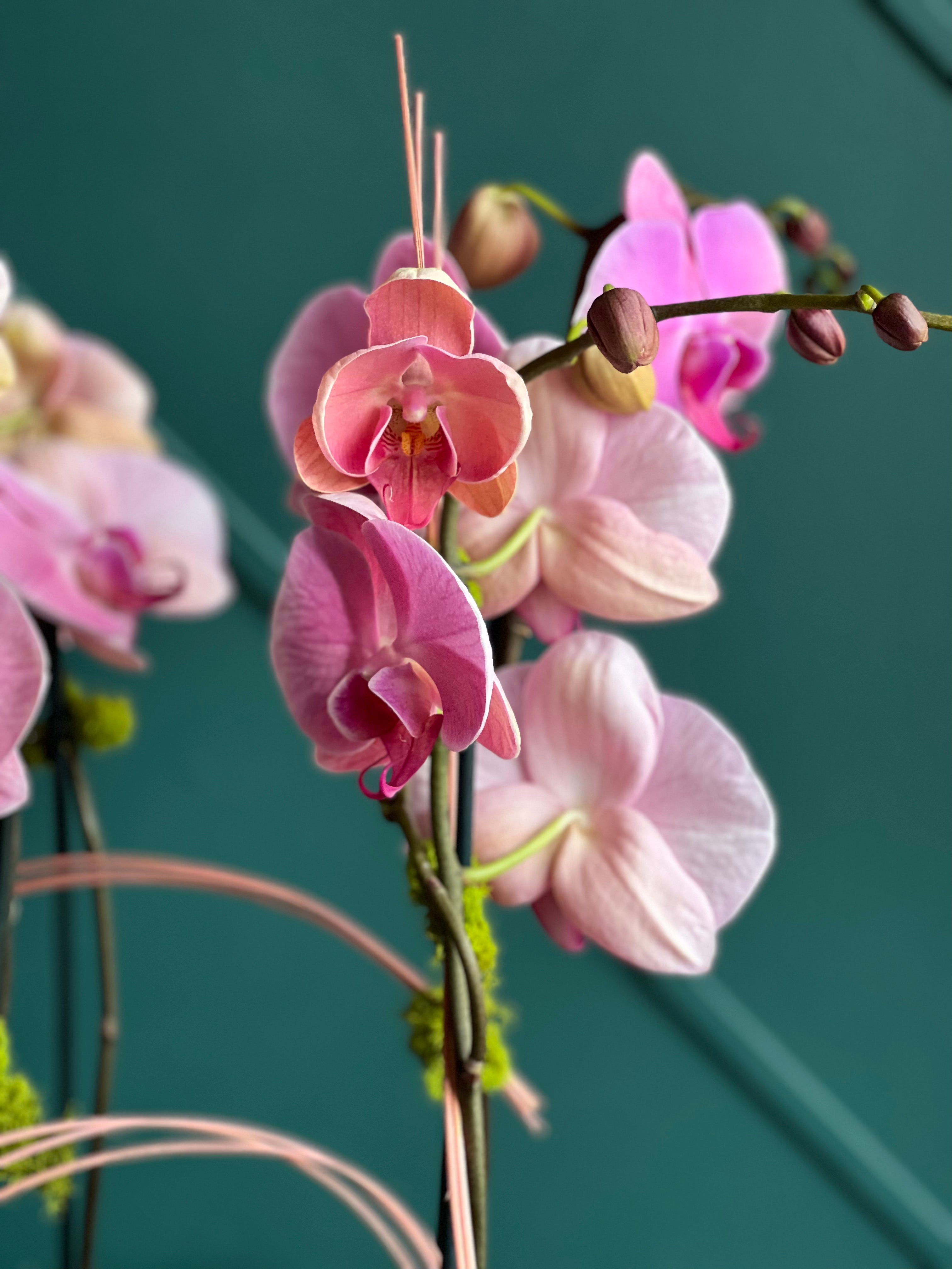 Designer orchid display with tropical bromeliad accent