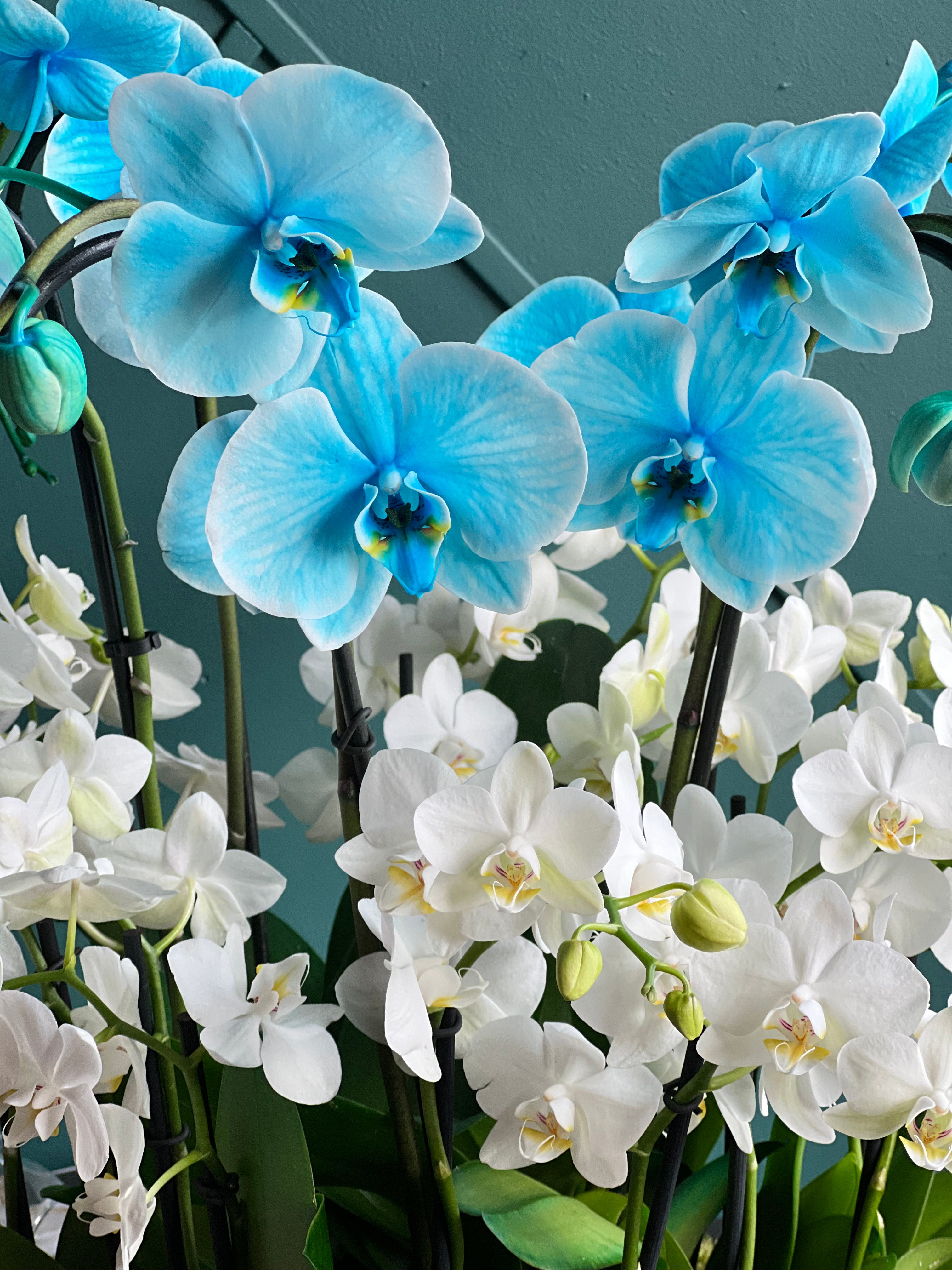 Designer orchid planter with blue and white blooms