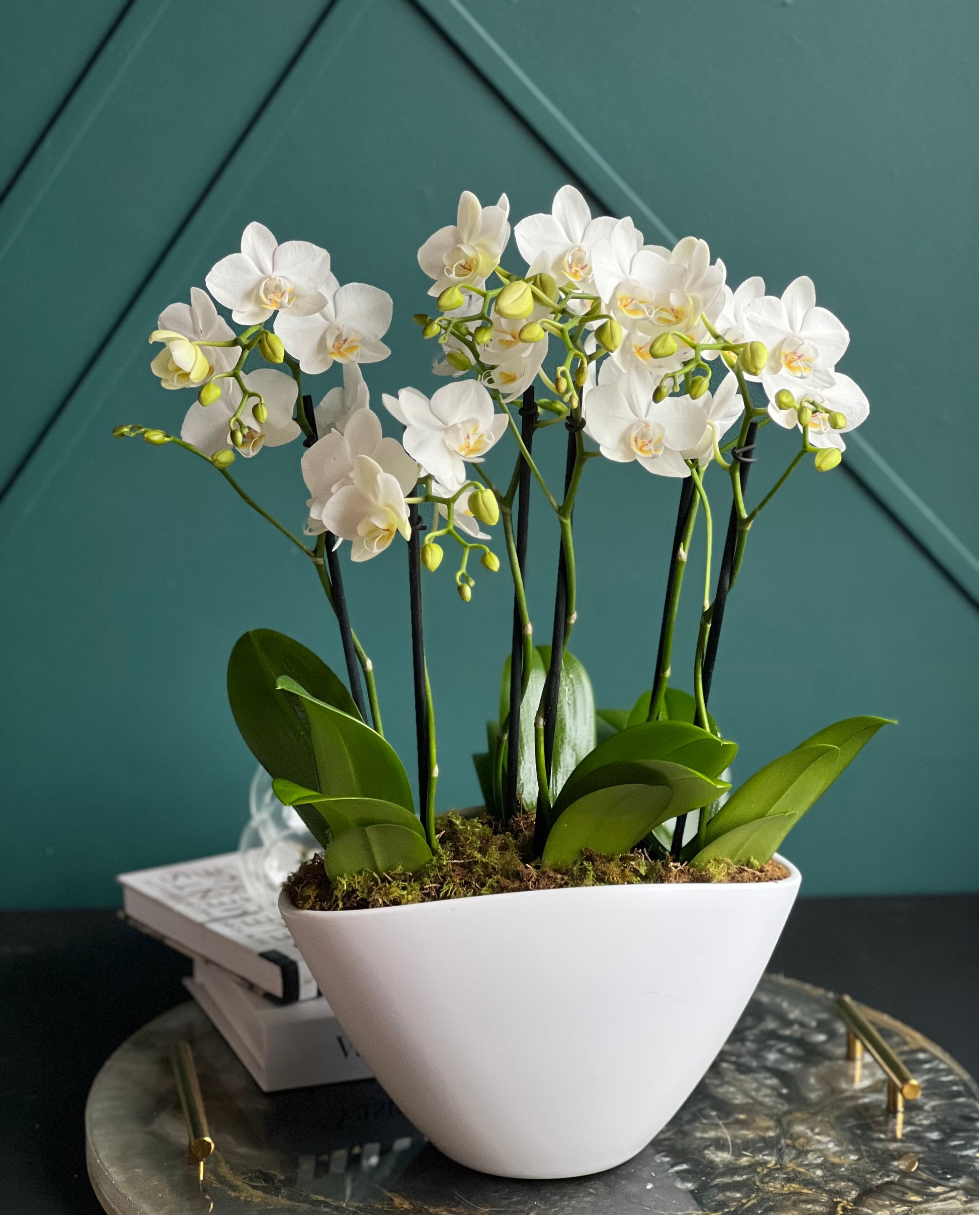 Designer white orchid planter with live blooming Phalaenopsis orchids