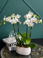 Double Stem White Mini Phalaenopsis Orchids in designer ceramic planter