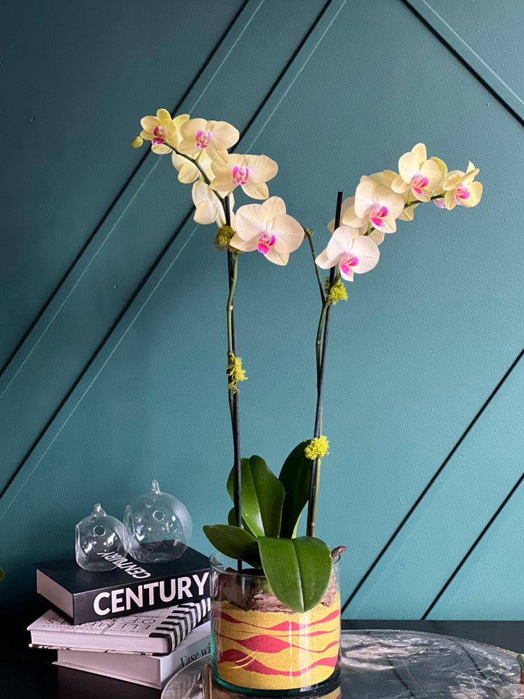Double stem yellow Phalaenopsis orchid in decorative glass vase with colored sand