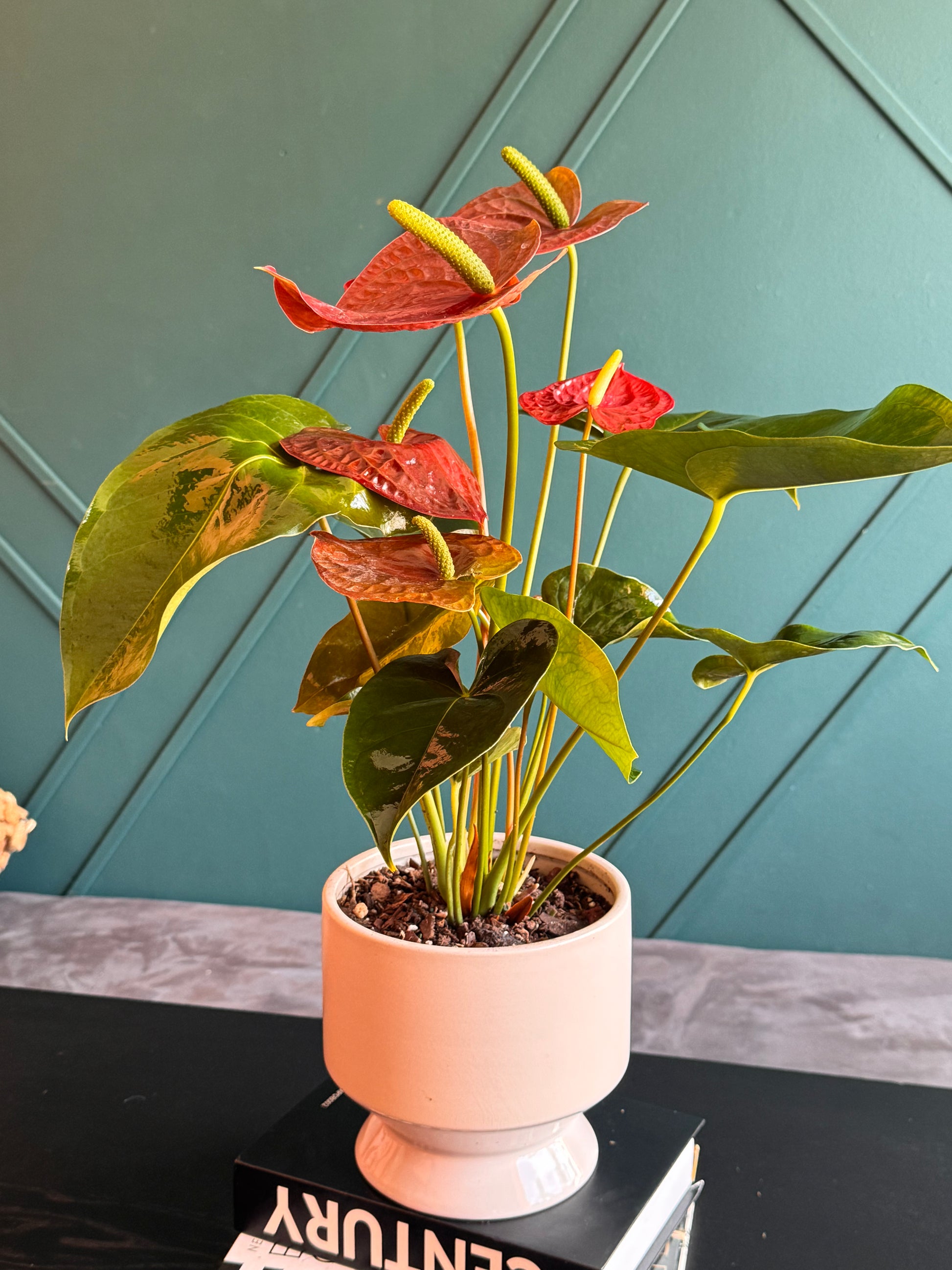 Elegant Anthurium Plant for home or office decor
