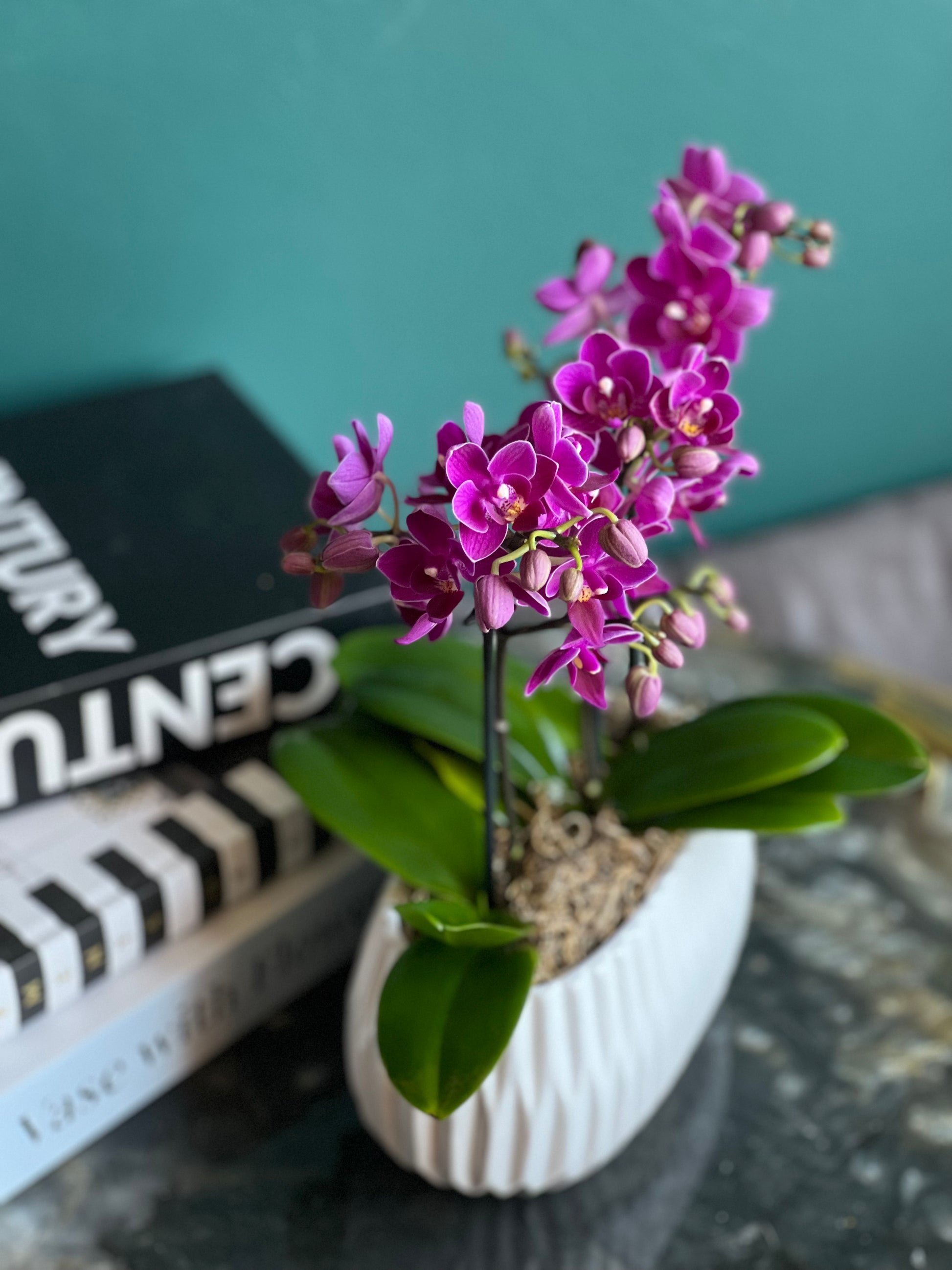 Elegant Mini Phalaenopsis orchid for luxury home décor.