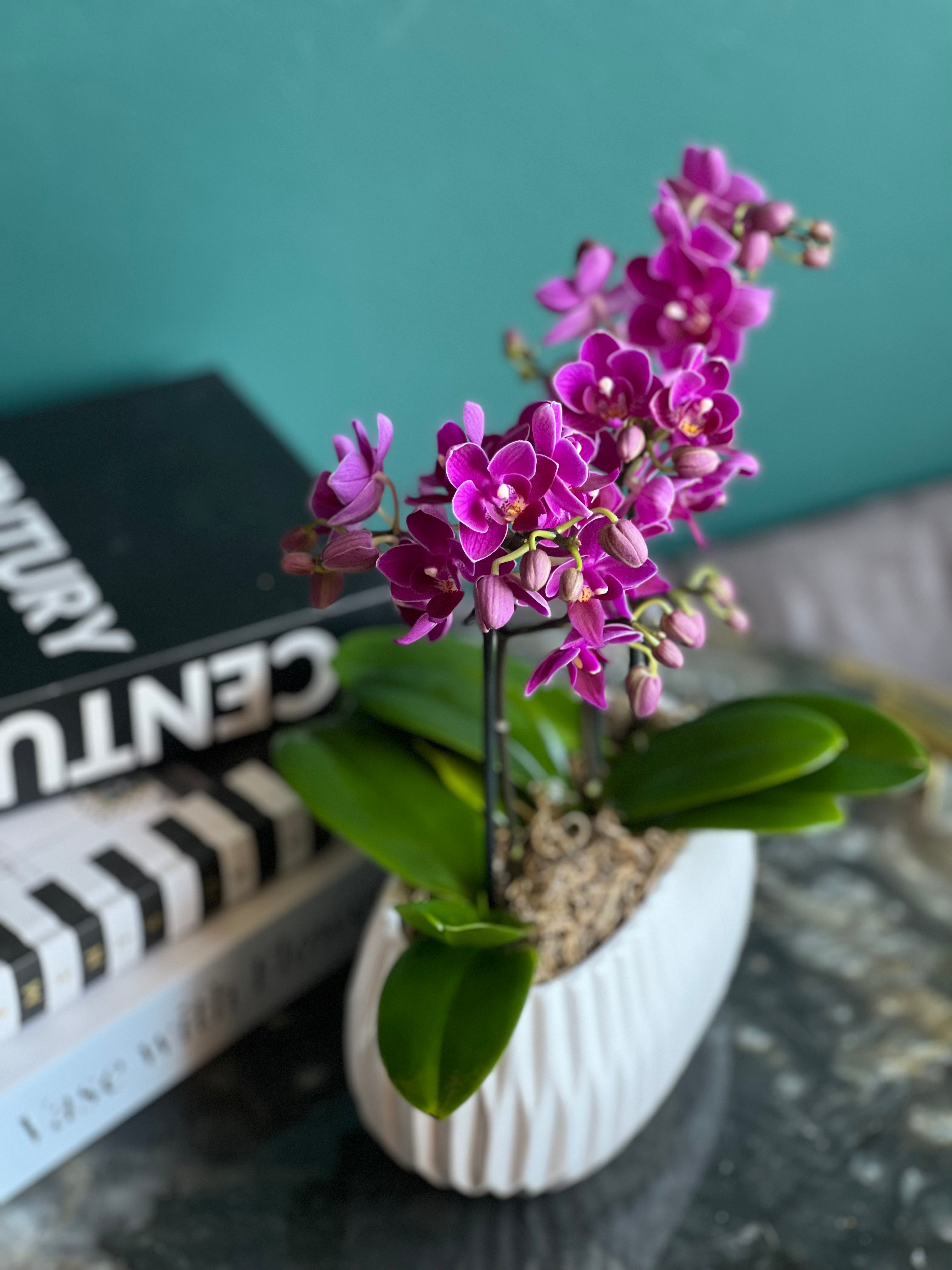 Elegant Mini Phalaenopsis orchid for luxury home décor.
