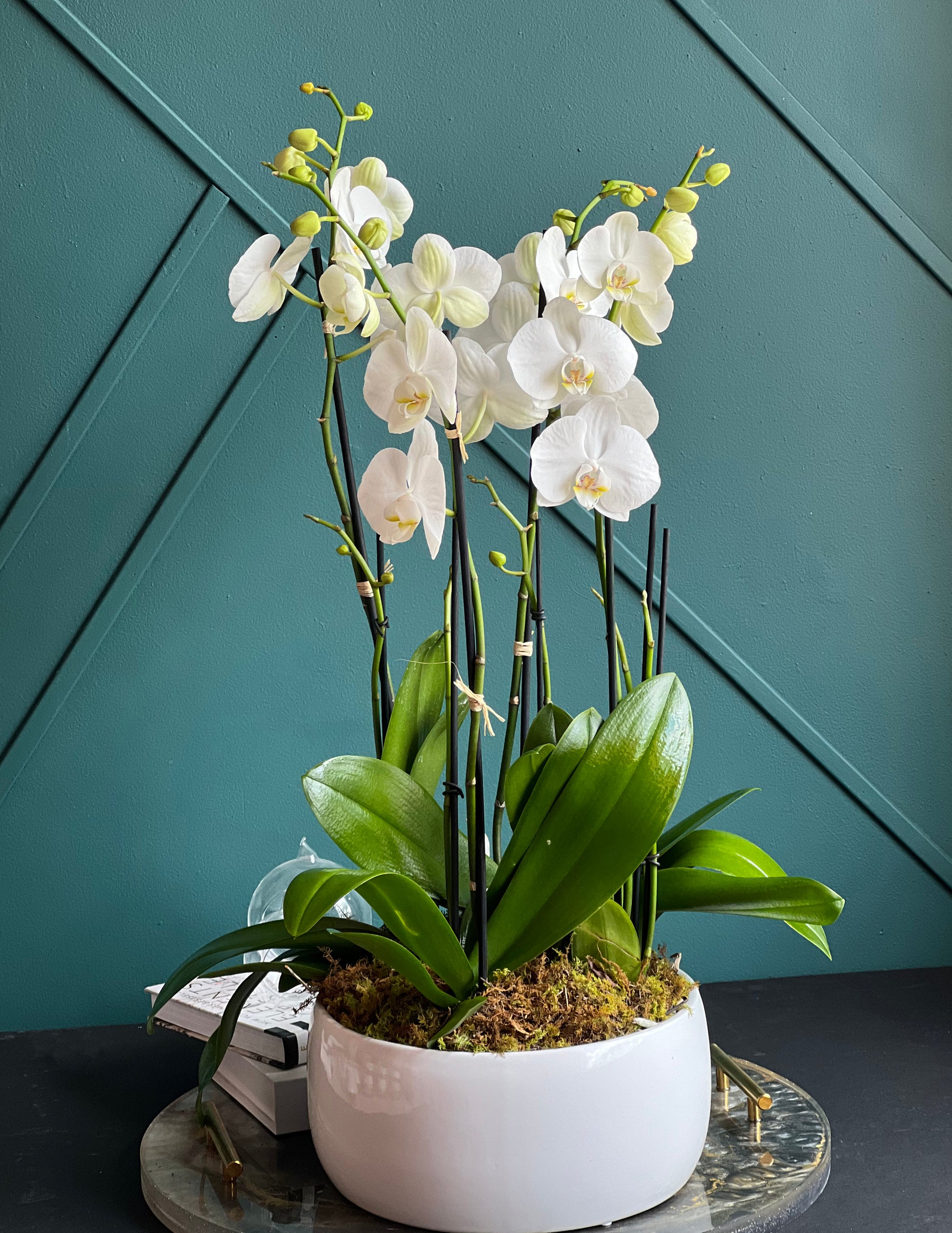 Elegant White Phalaenopsis orchid arrangement in white ceramic planter