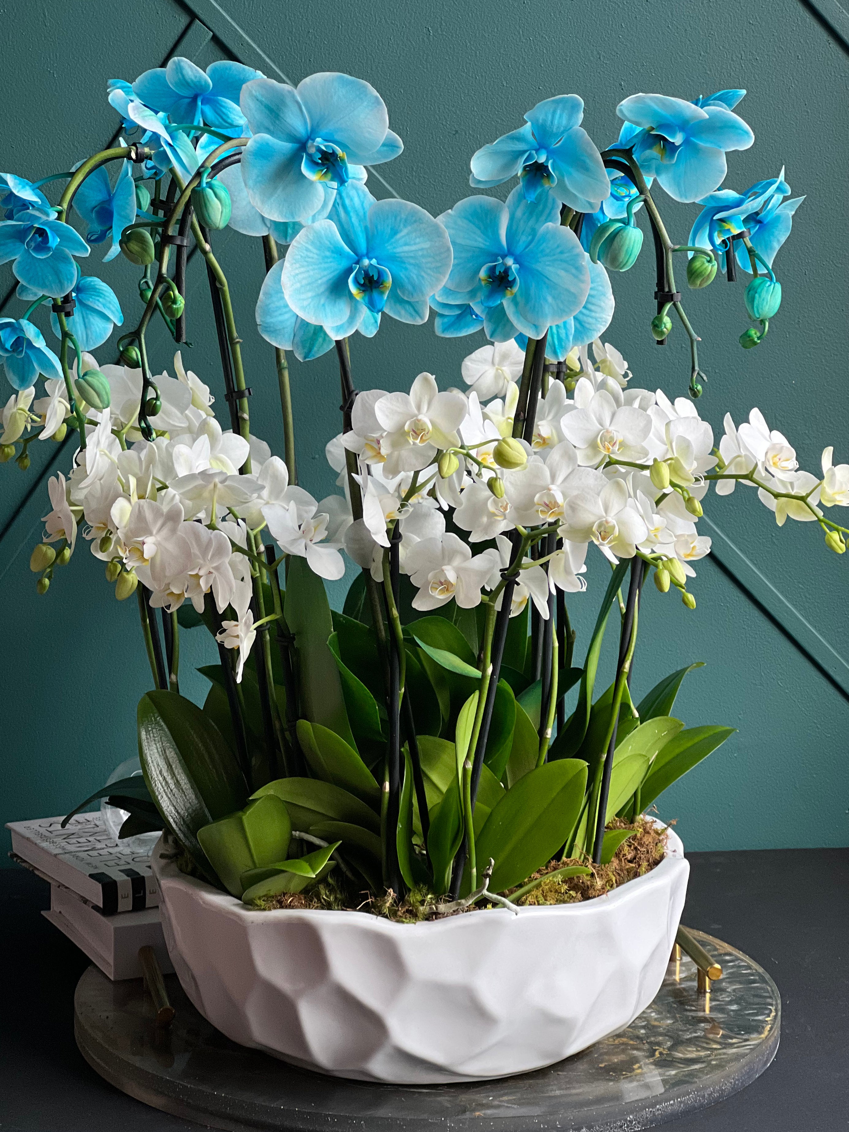 Elegant live orchid arrangement for Miami delivery