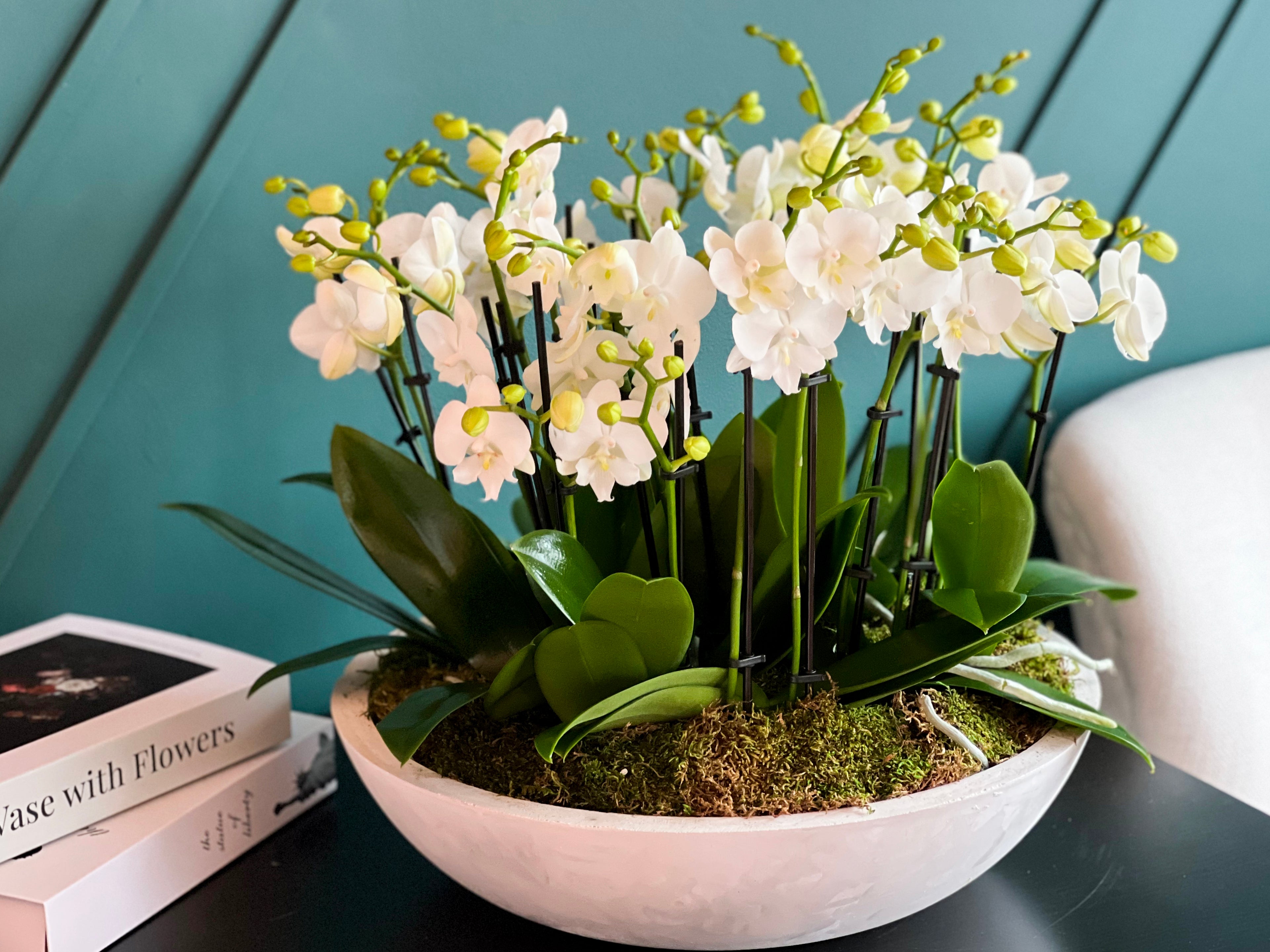 Elegant mini orchid garden in a handmade cement bowl