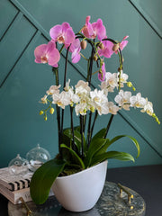 Elegant mixed orchid arrangement available for Miami delivery