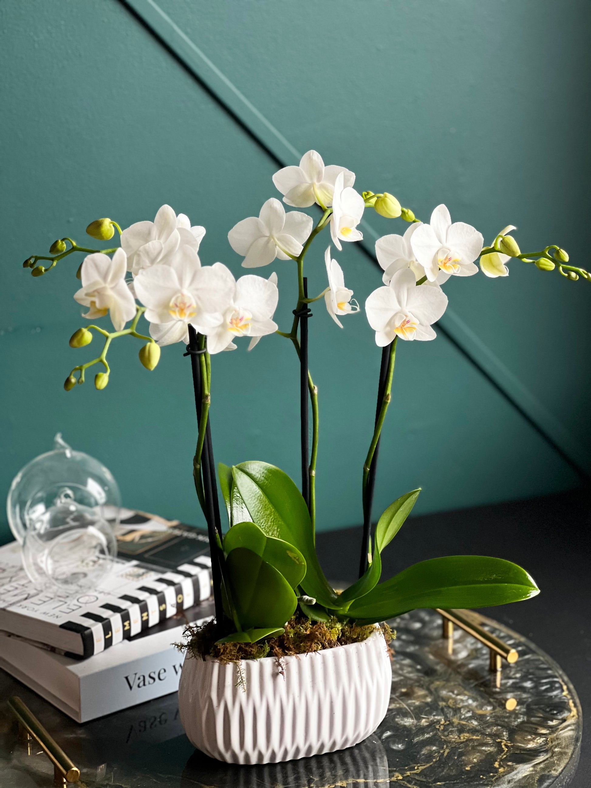 Elegant orchid planter with white blooms