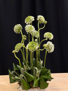 Elegant ranunculus floral design in a contemporary cement container