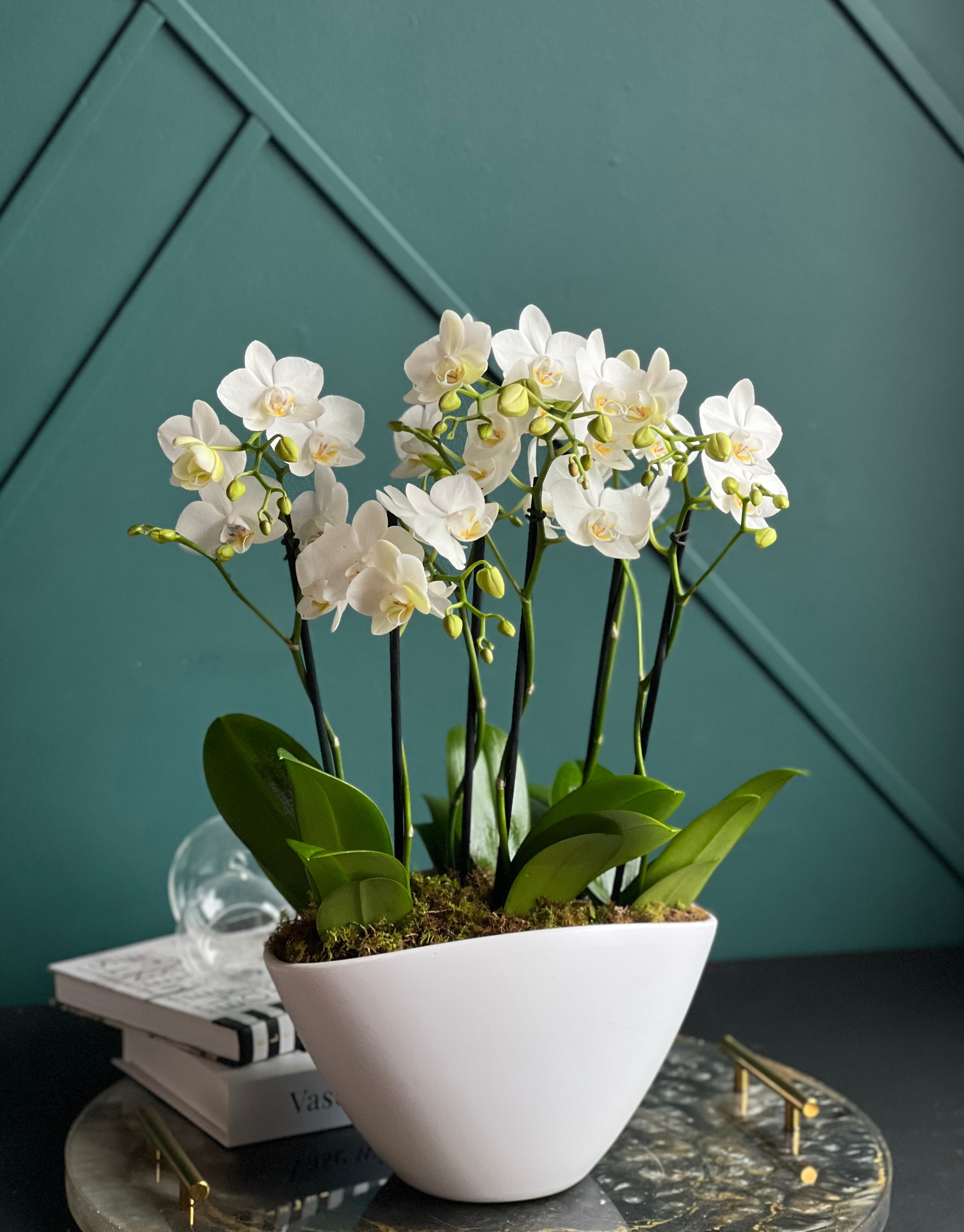 Elegant white orchid planter with four medium Phalaenopsis orchids