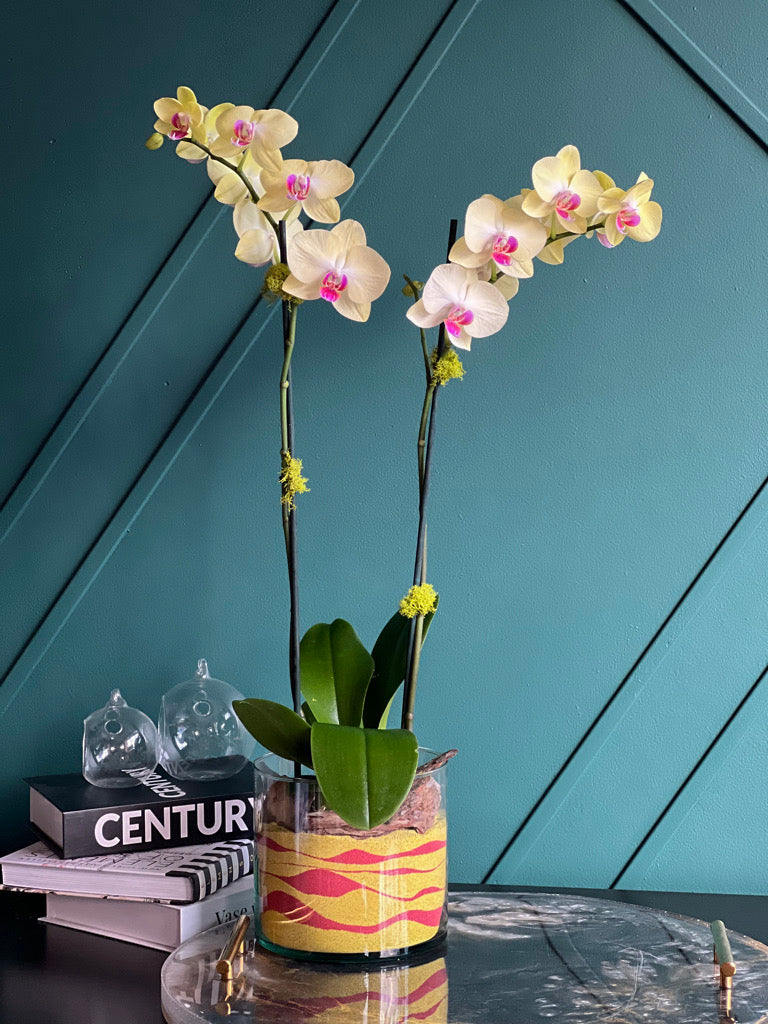 Elegant yellow Phalaenopsis orchid with double blooming stems
