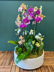 Extra large colorful Phalaenopsis orchid arrangement in concrete base