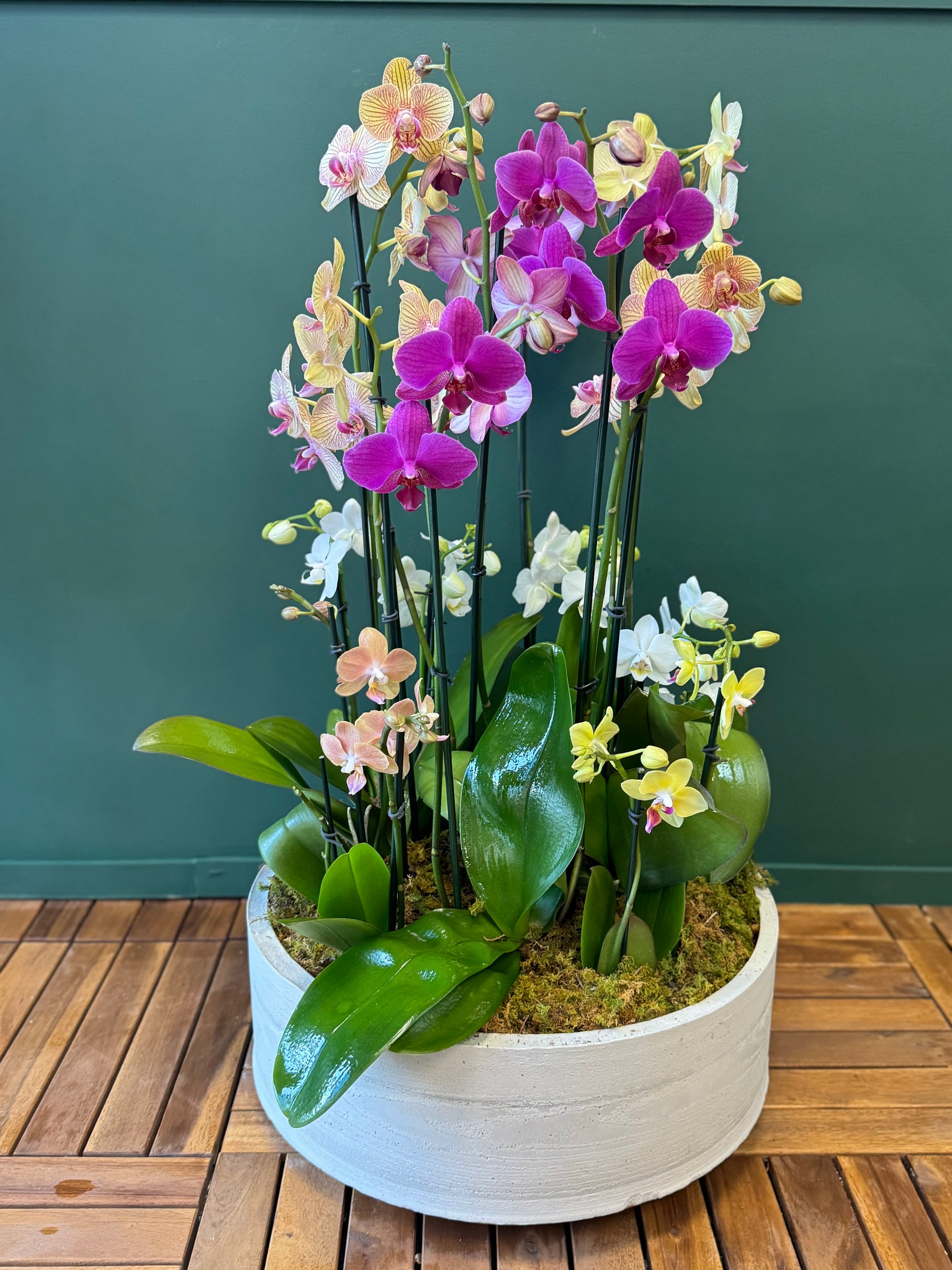 Extra large colorful Phalaenopsis orchid arrangement in concrete base