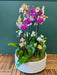 Extra large colorful Phalaenopsis orchid arrangement in concrete base