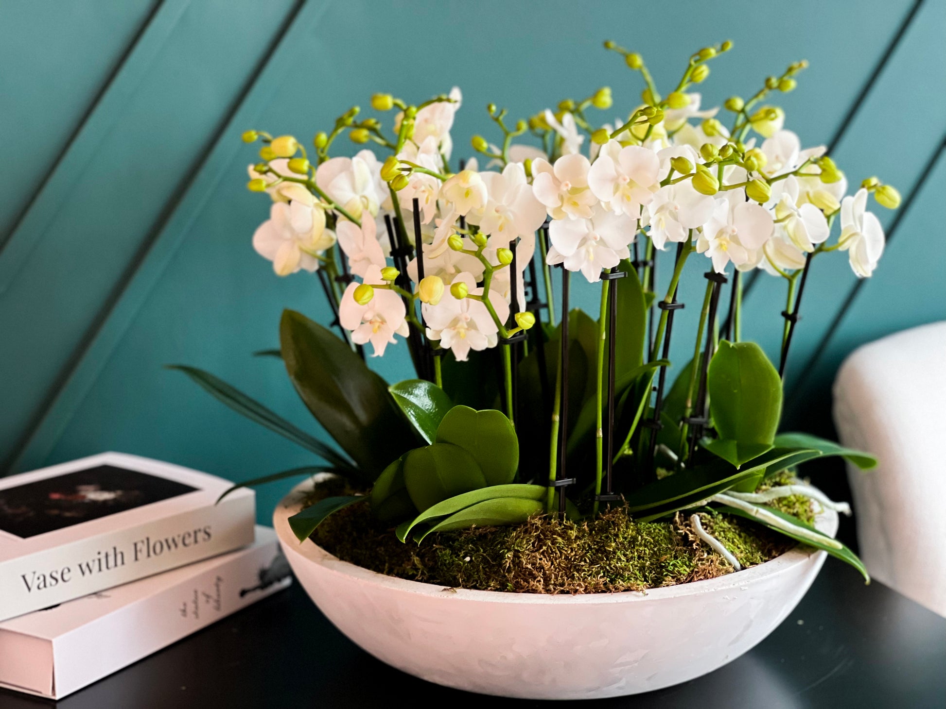 Extra large mini orchid plant design by Luxury Flowers Miami
