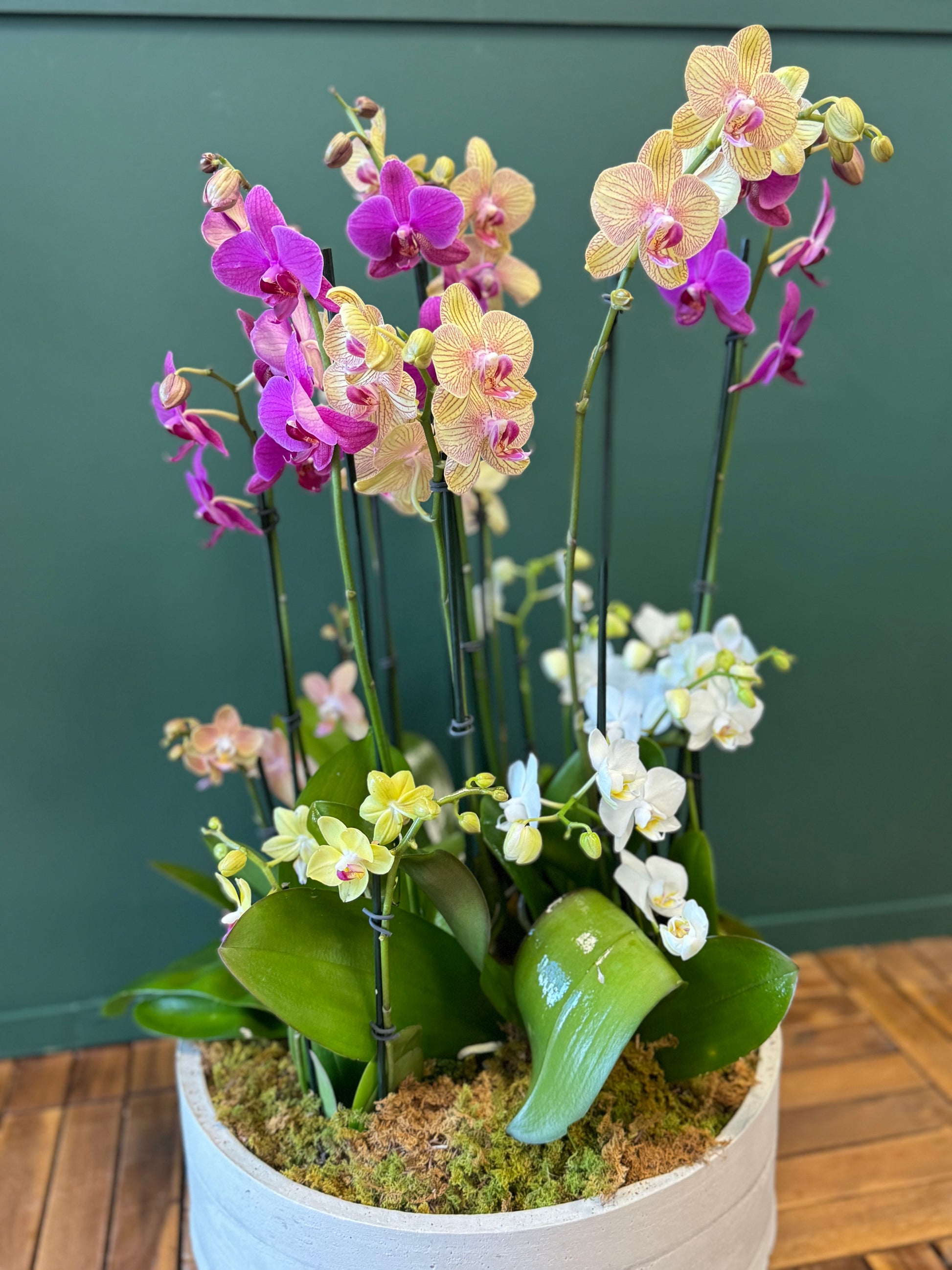 Extra large orchid garden with white purple and blush orchids