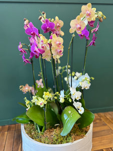 Extra large orchid garden with white purple and blush orchids