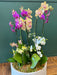 Extra large orchid garden with white purple and blush orchids