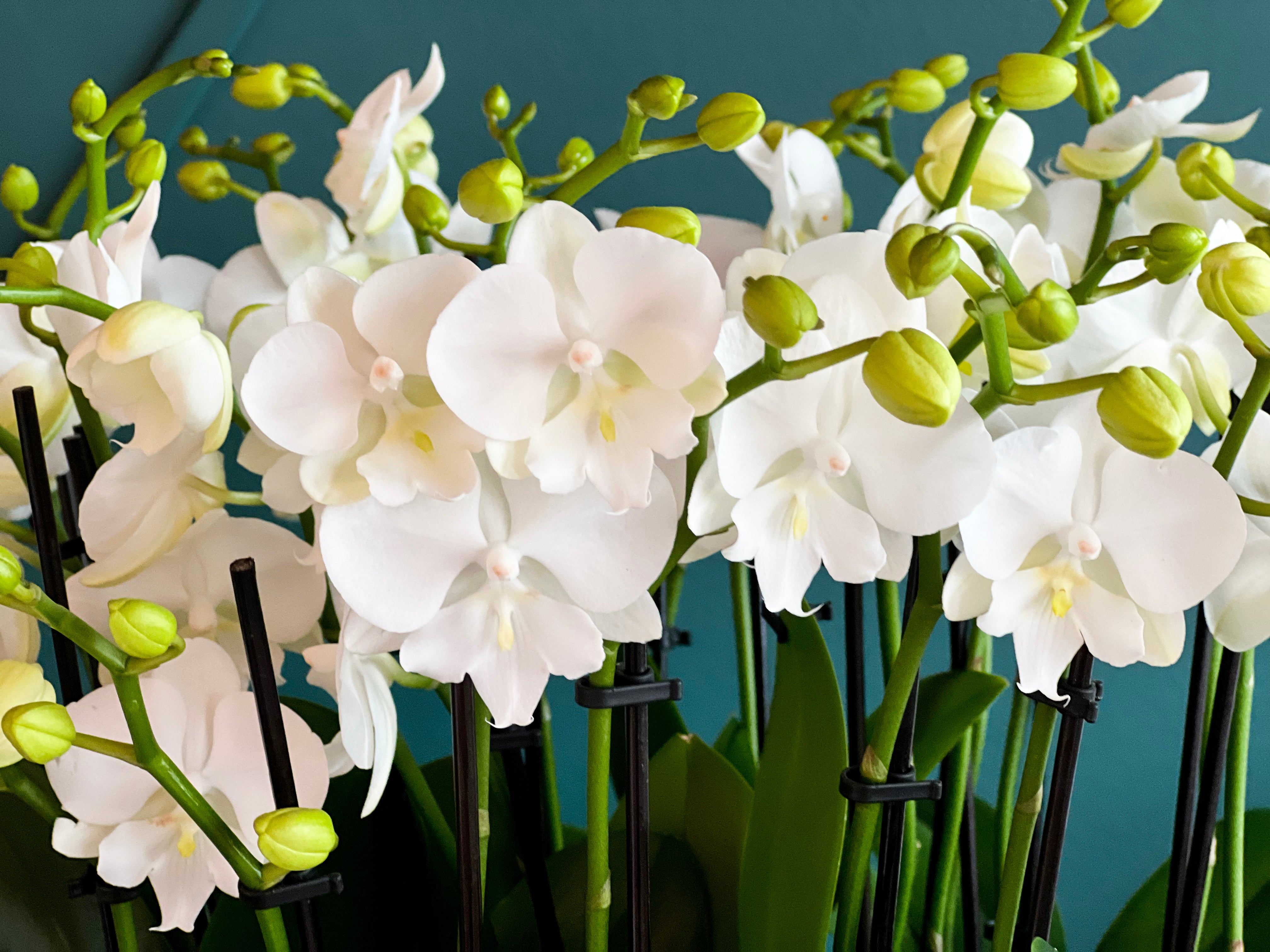 Extra large orchid plant arrangement for luxury gifting