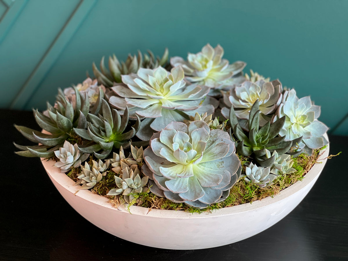 Extra large succulent arrangement in minimalist cement planter
