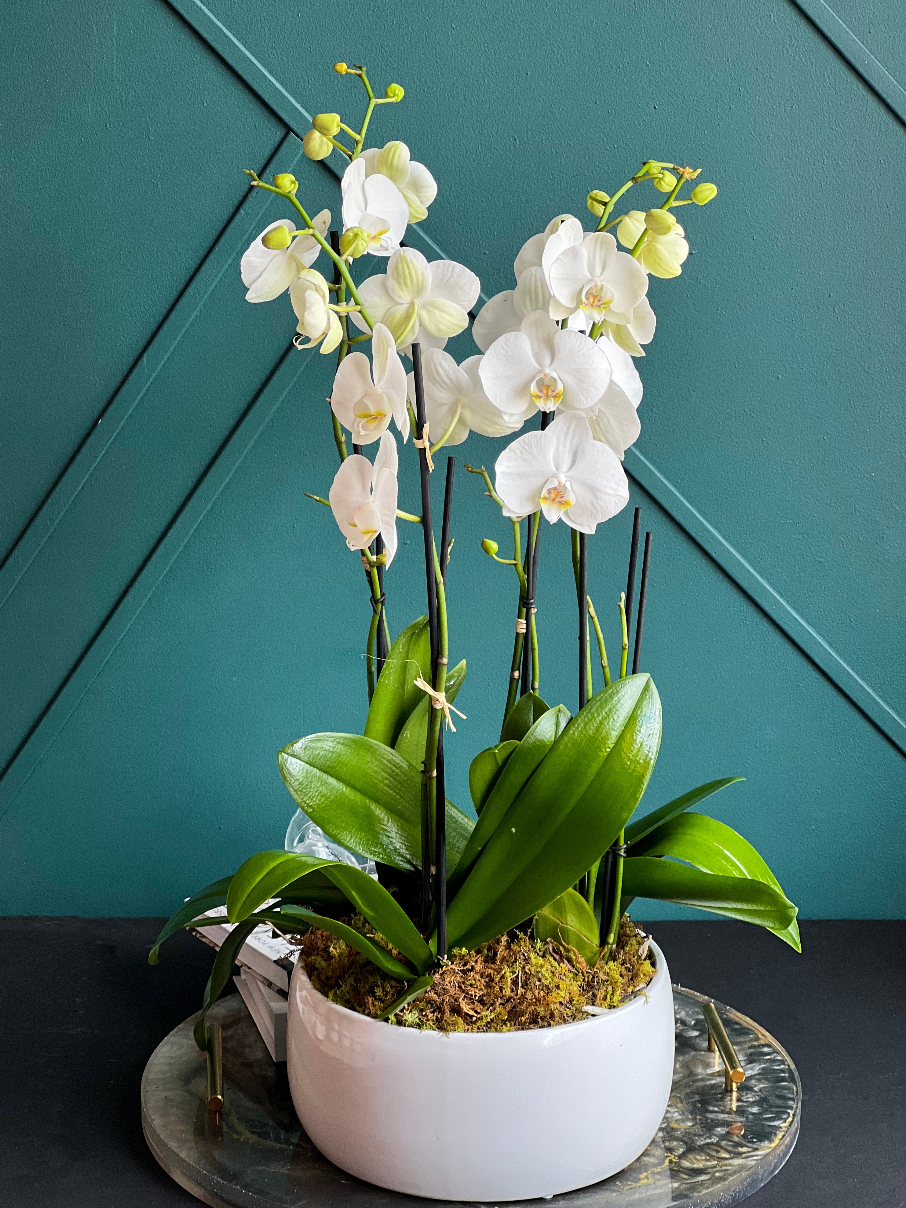 Four live White Phalaenopsis orchids in modern ceramic planter