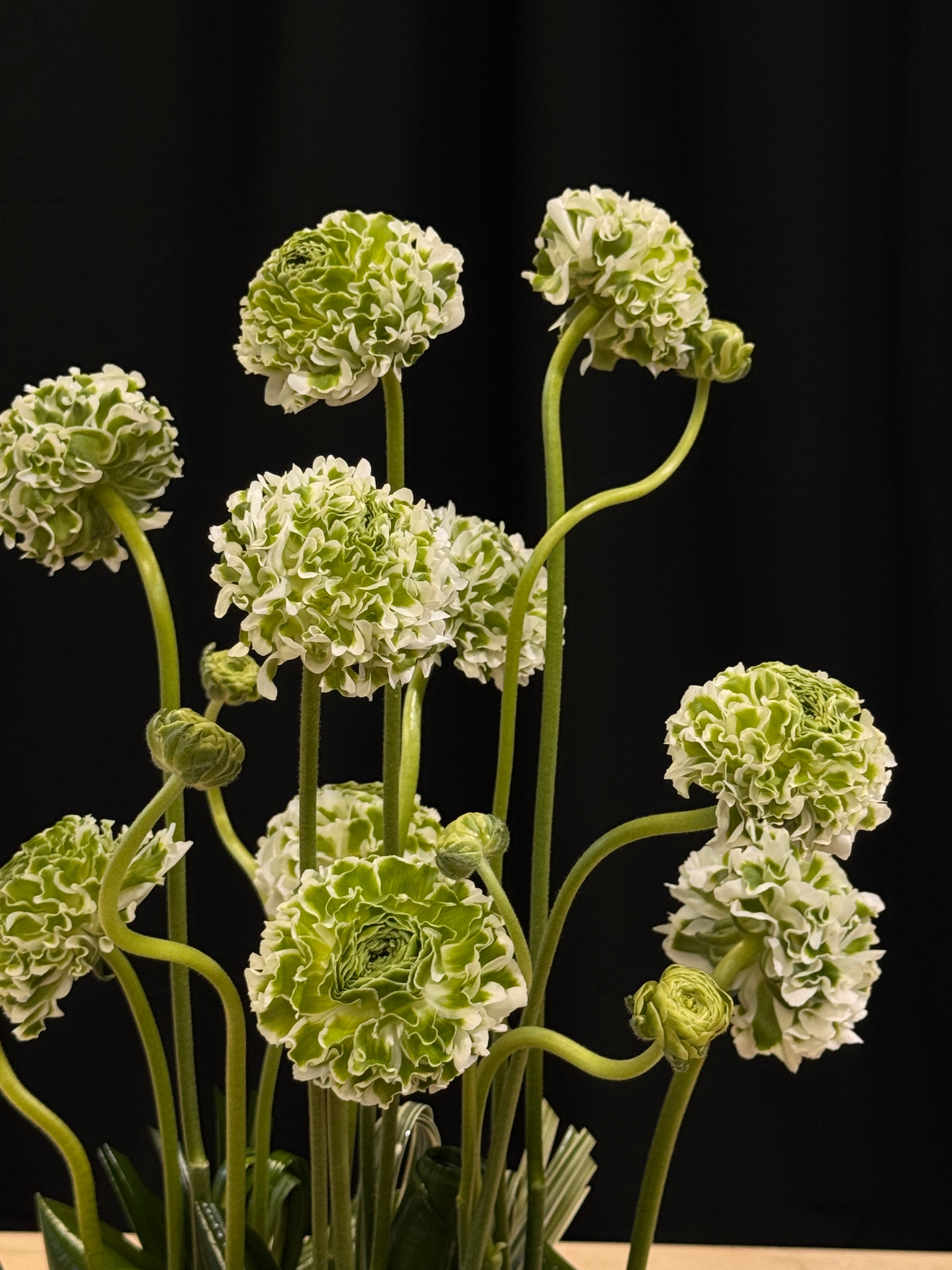 Fresh premium ranunculus arranged with greenery for Miami flower delivery
